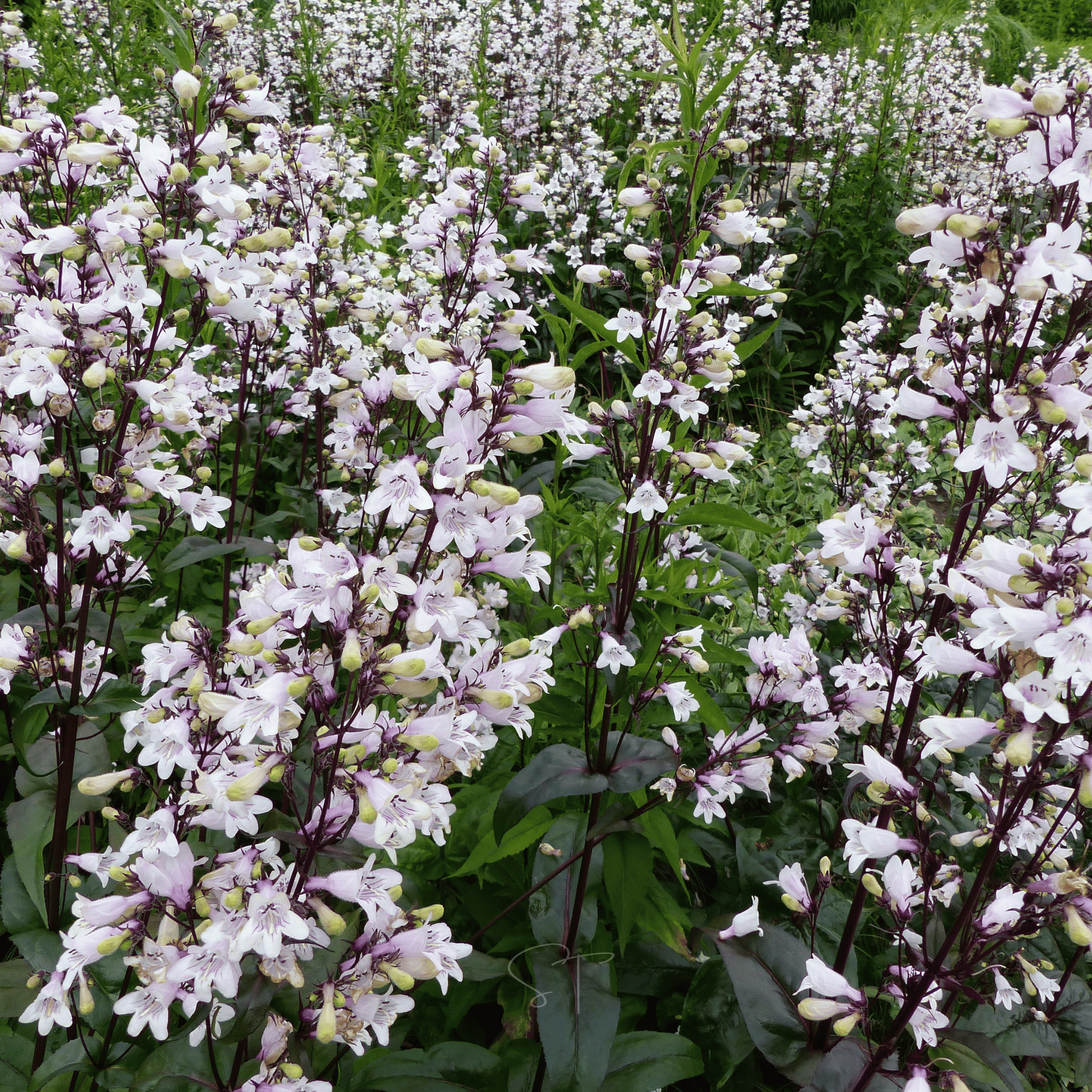 Packet of Southern Seeds Beardtongue Foxglove 200 seeds, showing vibrant flower images and seed packet design.