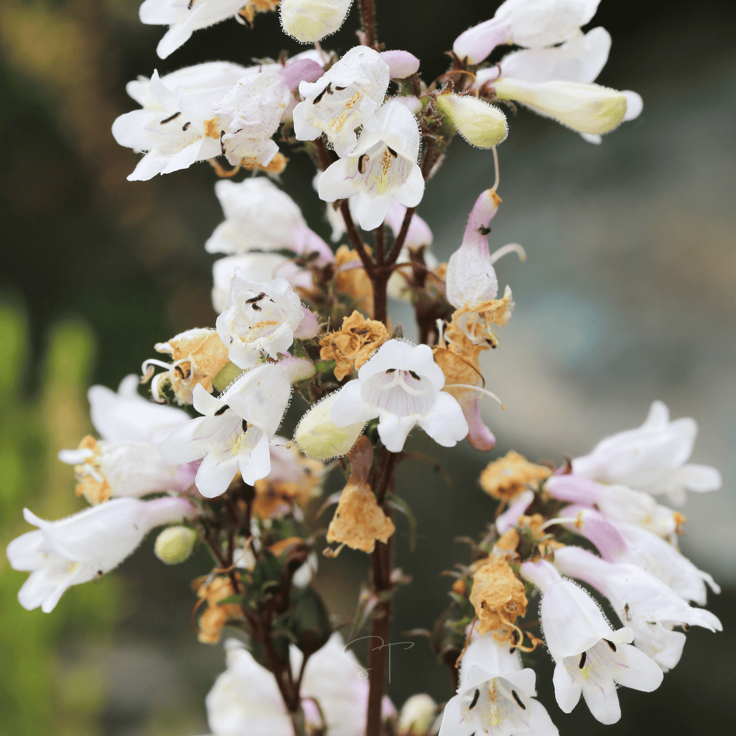 Packet of 200 Beardtongue Foxglove seeds from Southern Seeds, showing small seed images on a colorful packet for planting.
