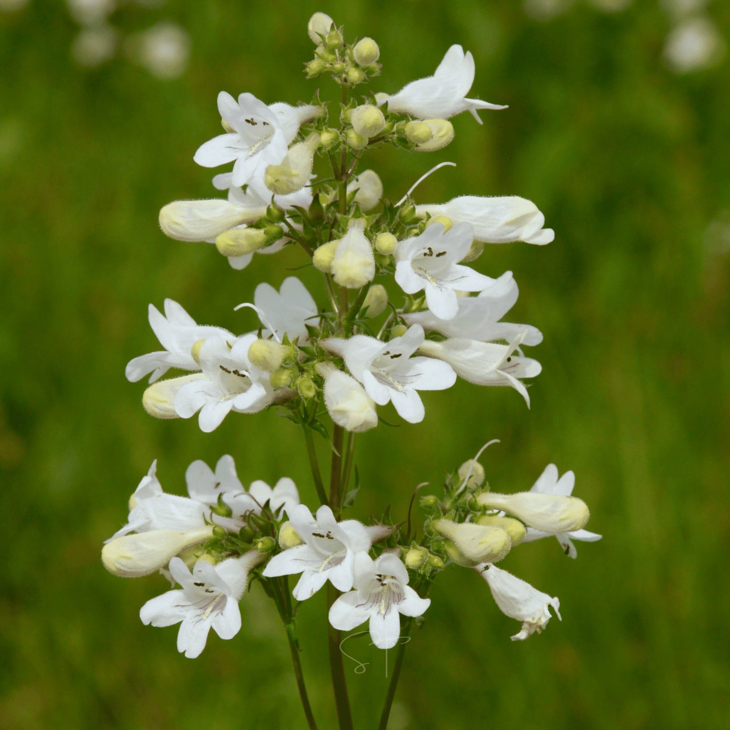Packet of 200 Beardtongue Foxglove seeds from Southern Seeds, showcasing colorful flower seeds for garden planting.