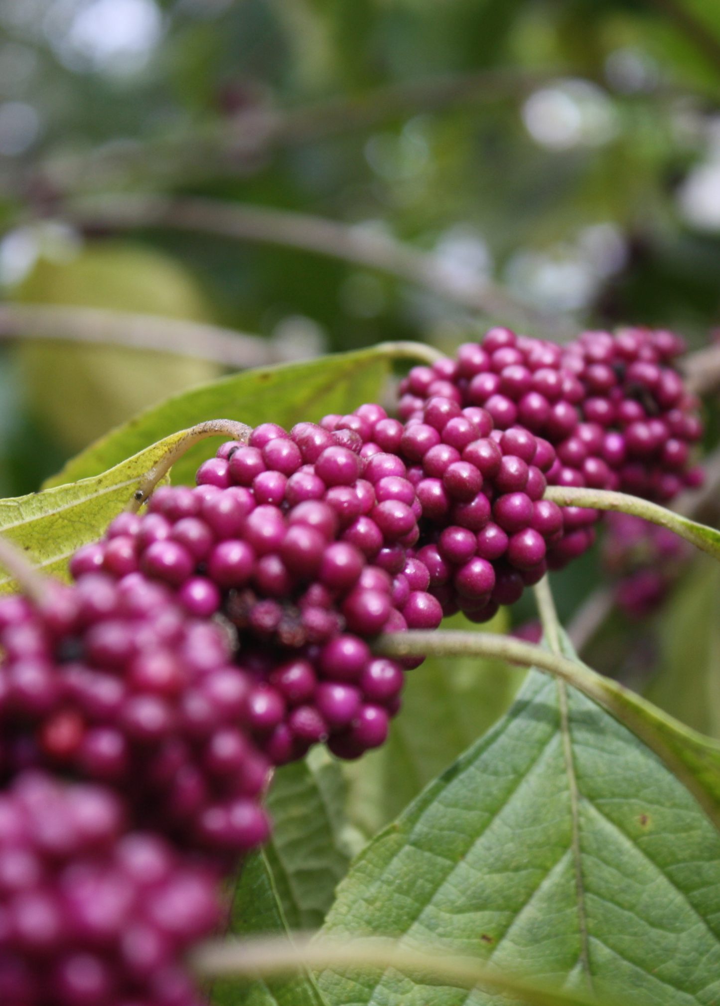 Fresh Beautyberry herb (Callicarpa americana) with vibrant purple berries, cultivated by Sow Exotic.