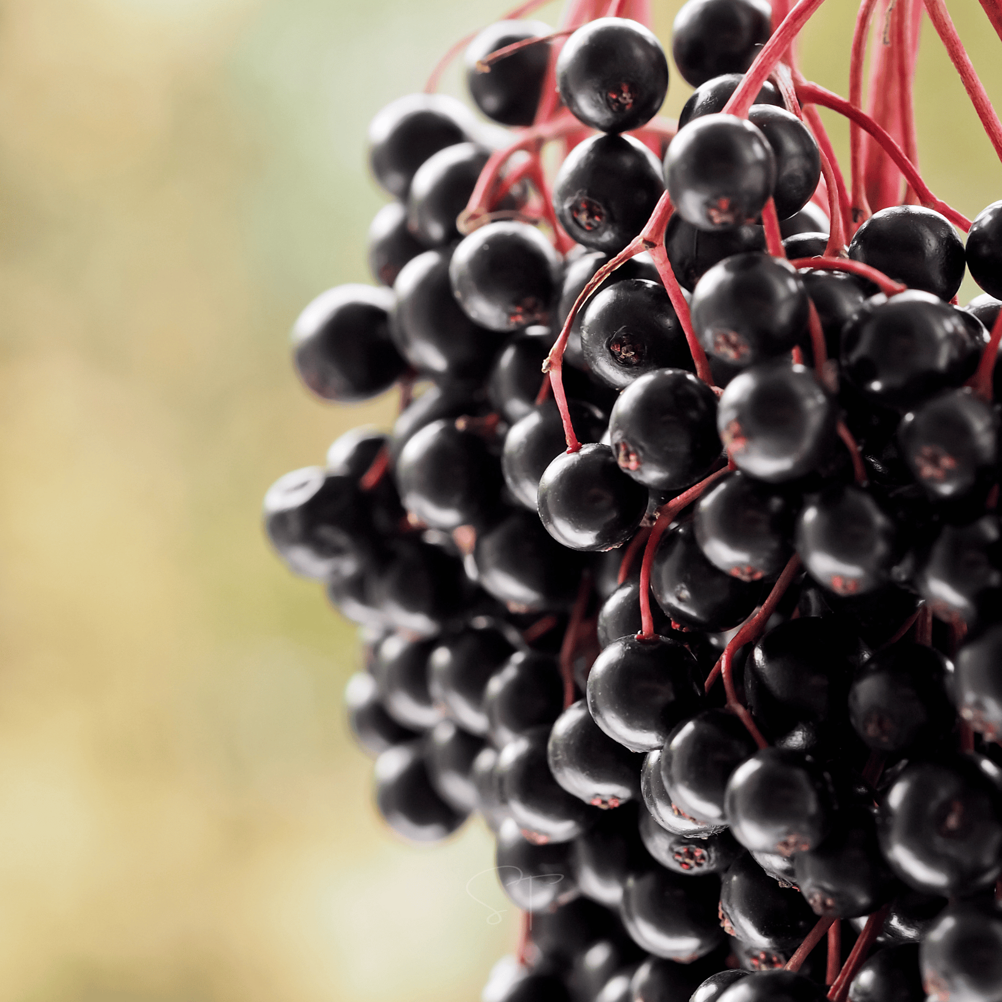 Packet of Southern Seeds Berry Seed Collection with elderberry, blueberry, and strawberry seeds for planting and gardening.