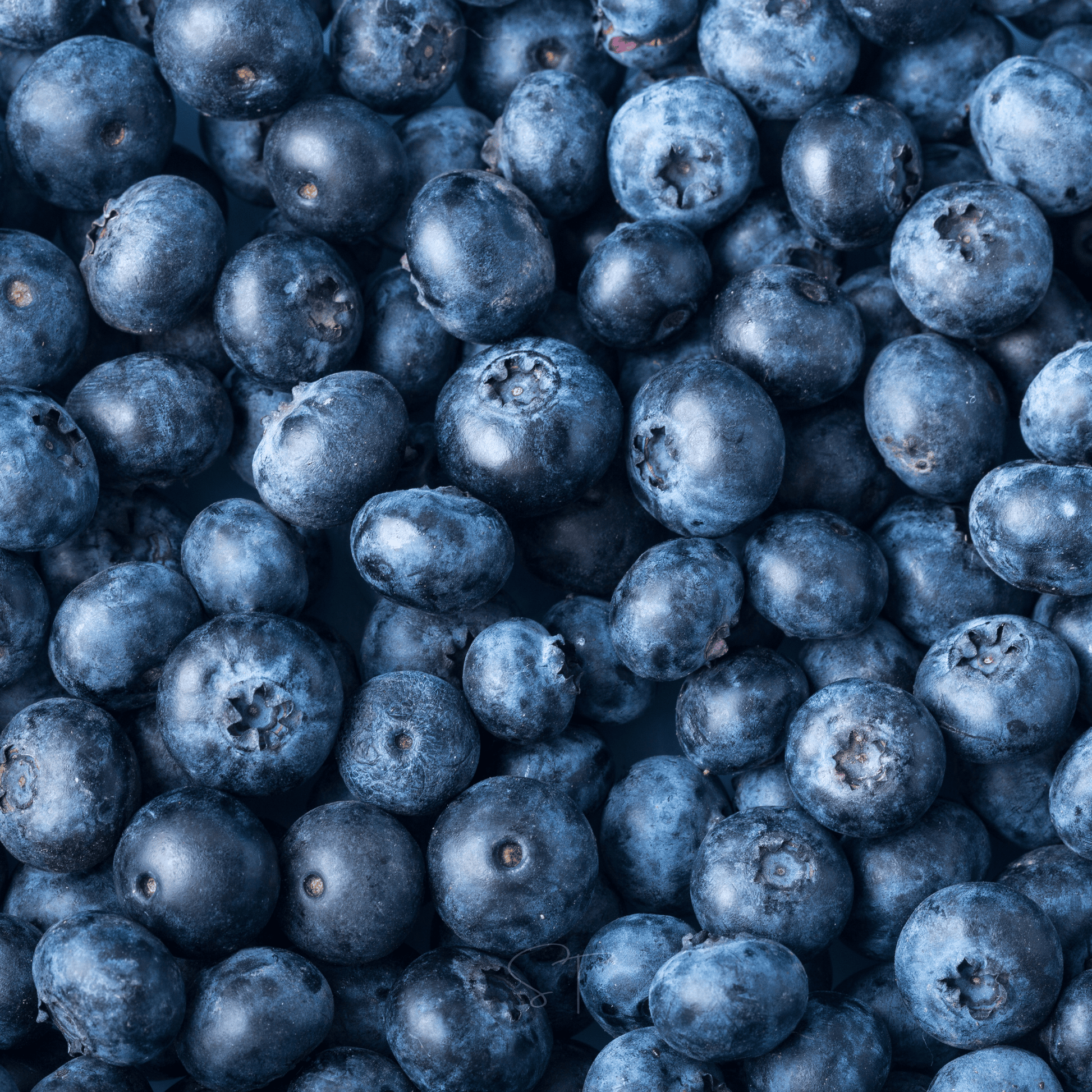 Packet of Southern Seeds Berry Seed Collection with elderberry, blueberry, and strawberry seeds for planting.