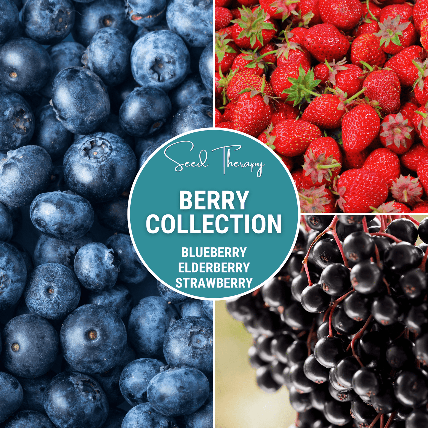 Berry Seed Collection packet from Southern Seeds featuring elderberry, blueberry, and strawberry seeds for planting and gardening.