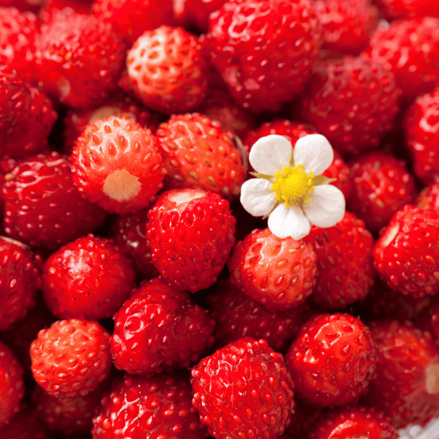 Packet of Southern Seeds berry seed collection with elderberry, blueberry, and strawberry seeds for planting.