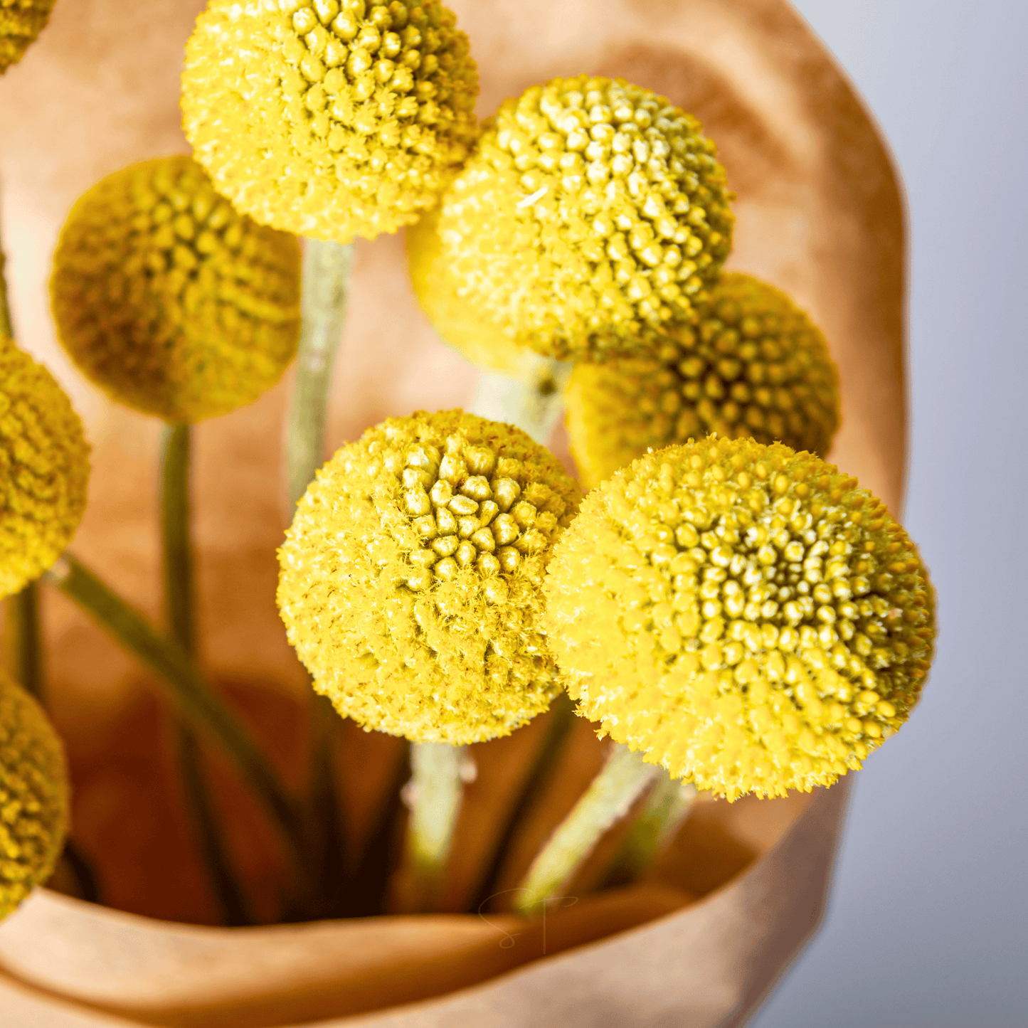 Packet of 50 Billy Buttons (Drumsticks) seeds from Southern Seeds, showcasing vibrant seed packet with colorful flower images.