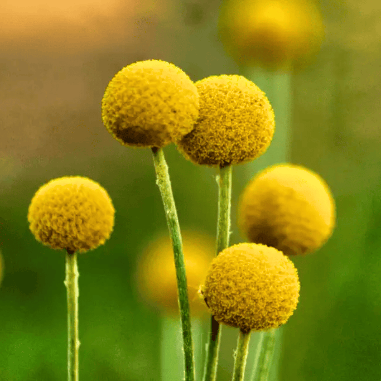 Billy Buttons drumstick seeds in a packet, vibrant green foliage, showcasing the seeds from Southern Seeds for planting.