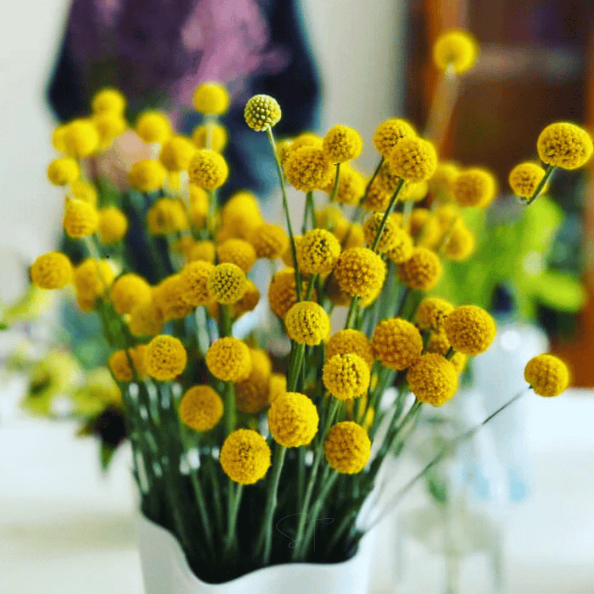 Packet of 50 Billy Buttons (Drumsticks) seeds from Southern Seeds, showing bright green seed pods and plant foliage.