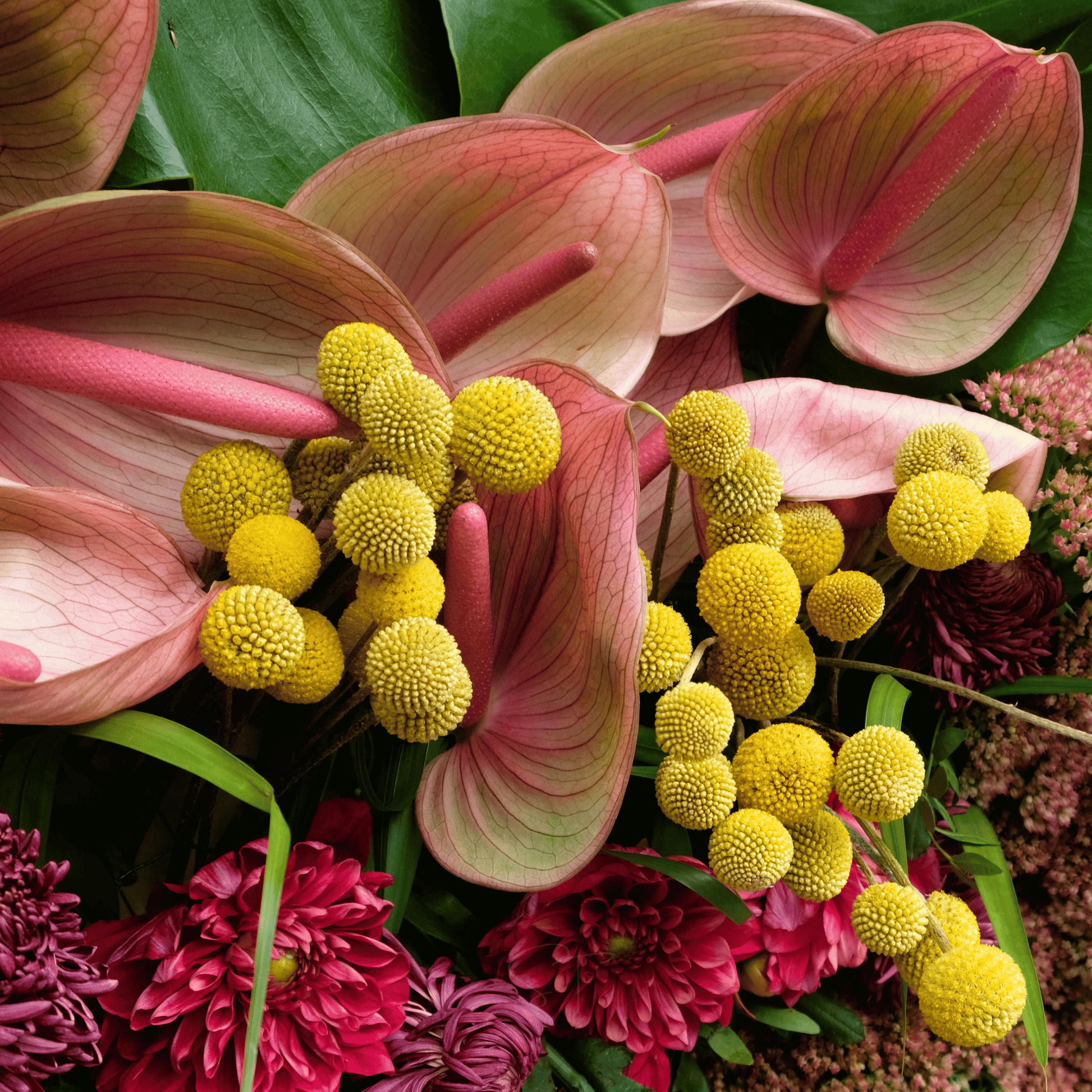 Packet of 50 Billy Buttons (Drumsticks) seeds from Southern Seeds, showcasing vibrant seed packet for planting and gardening.