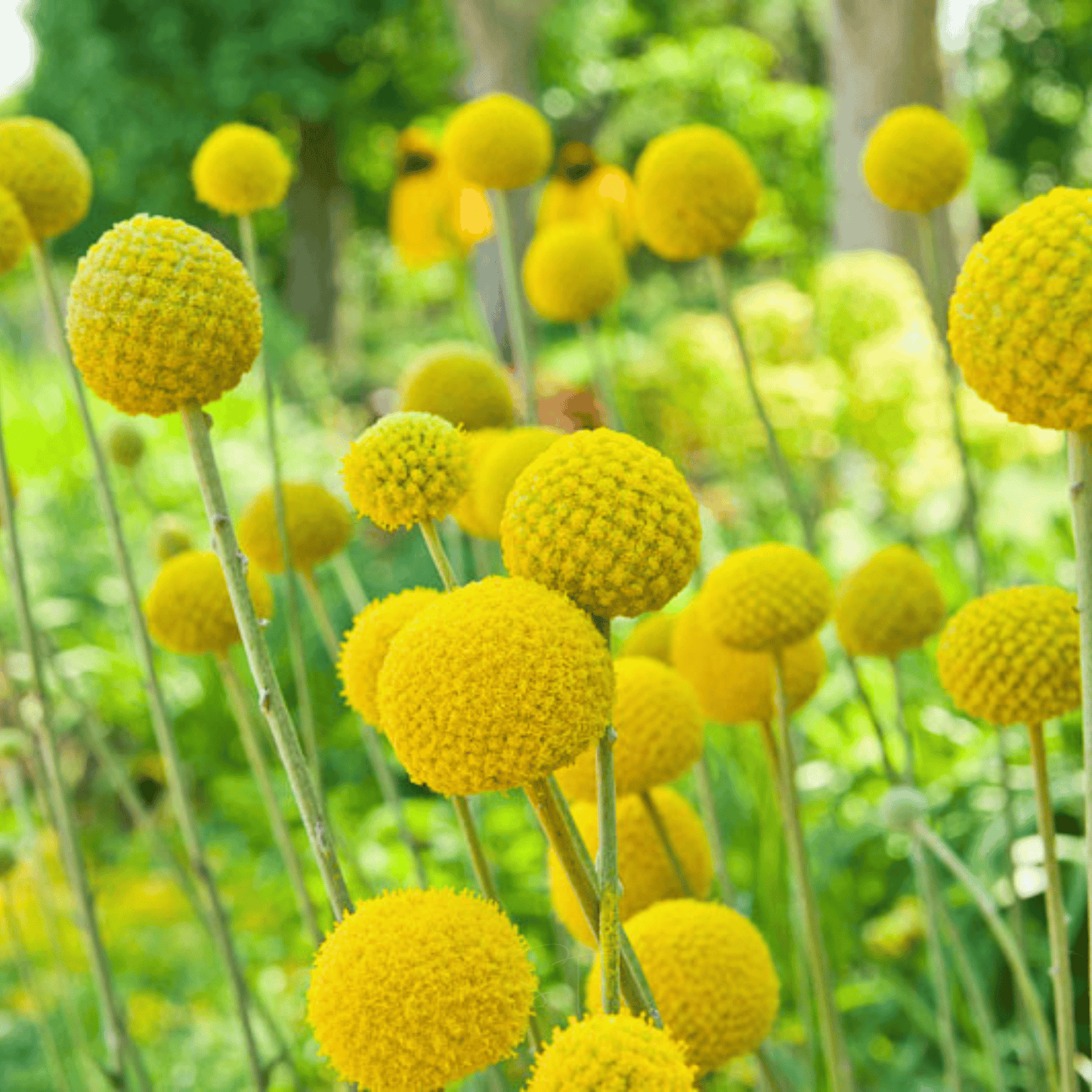 Packet of 50 Southern Seeds Billy Buttons (Drumsticks) flower seeds, showcasing vibrant green seed packets with plant illustrations.