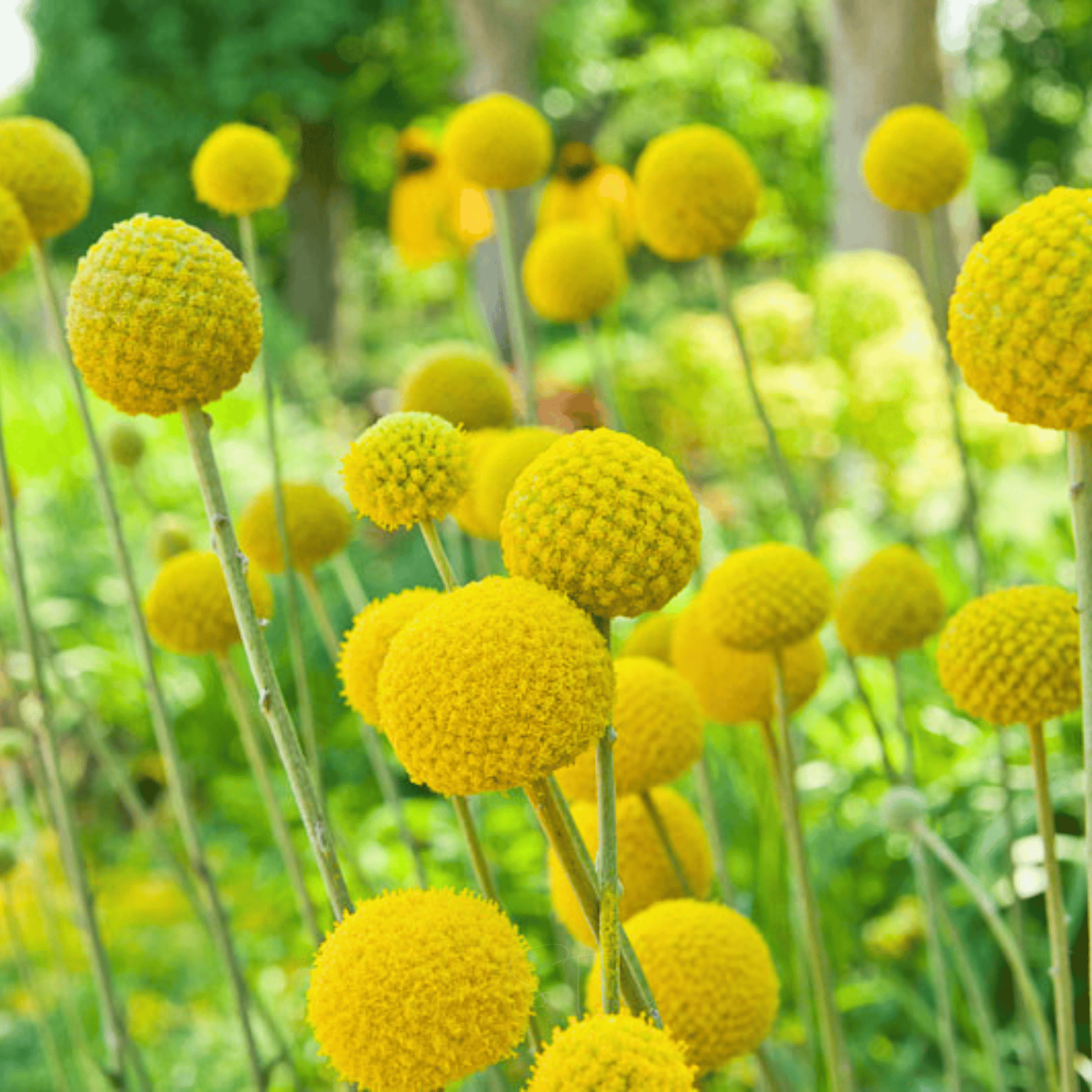 Packet of 50 Southern Seeds Billy Buttons (Drumsticks) flower seeds, showcasing vibrant green seed packets with plant illustrations.