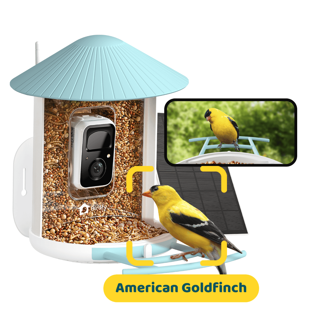 Birdfy solar-powered smart bird feeder with camera in blue bundle, featuring a solar panel and wildlife observation camera.
