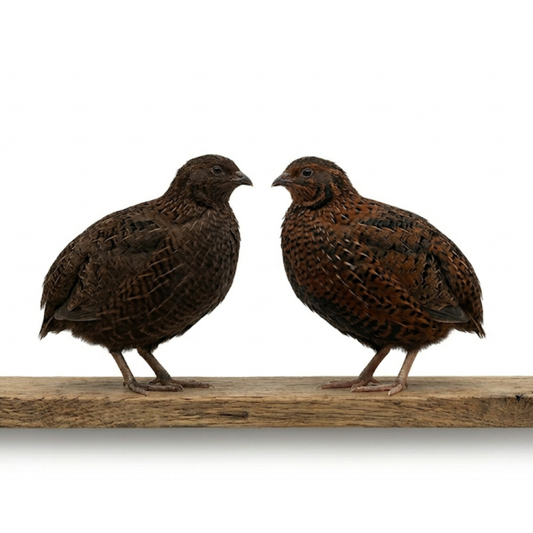 Fertile midnight velvet quail eggs from Tibetan and Rosetta Coturnix breeds, displayed in a carton for breeding at Quailz.com.