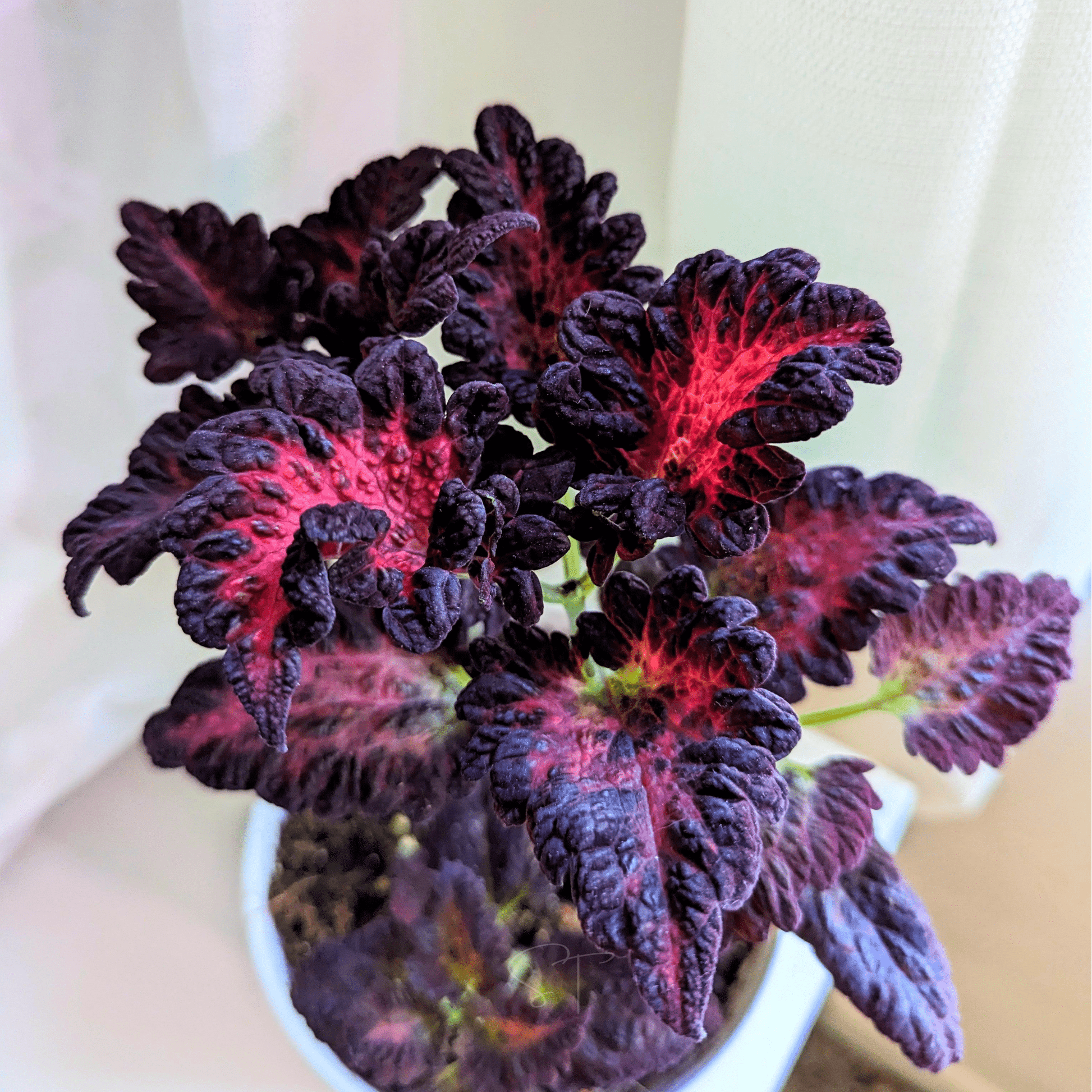 Packet of Black Dragon Coleus seeds from Southern Seeds, showcasing 20 seeds for vibrant, colorful foliage in your garden.