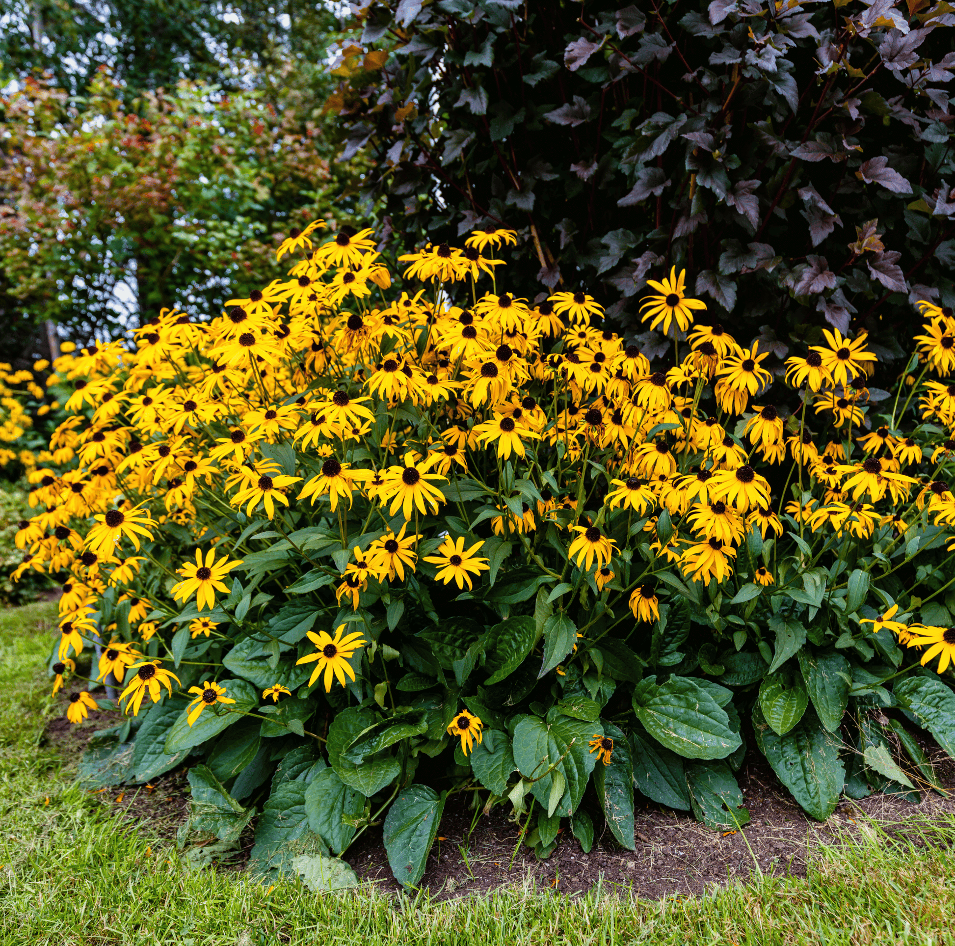 Packet of Black Eyed Susans seeds from Southern Seeds, showcasing vibrant yellow flowers with dark centers.