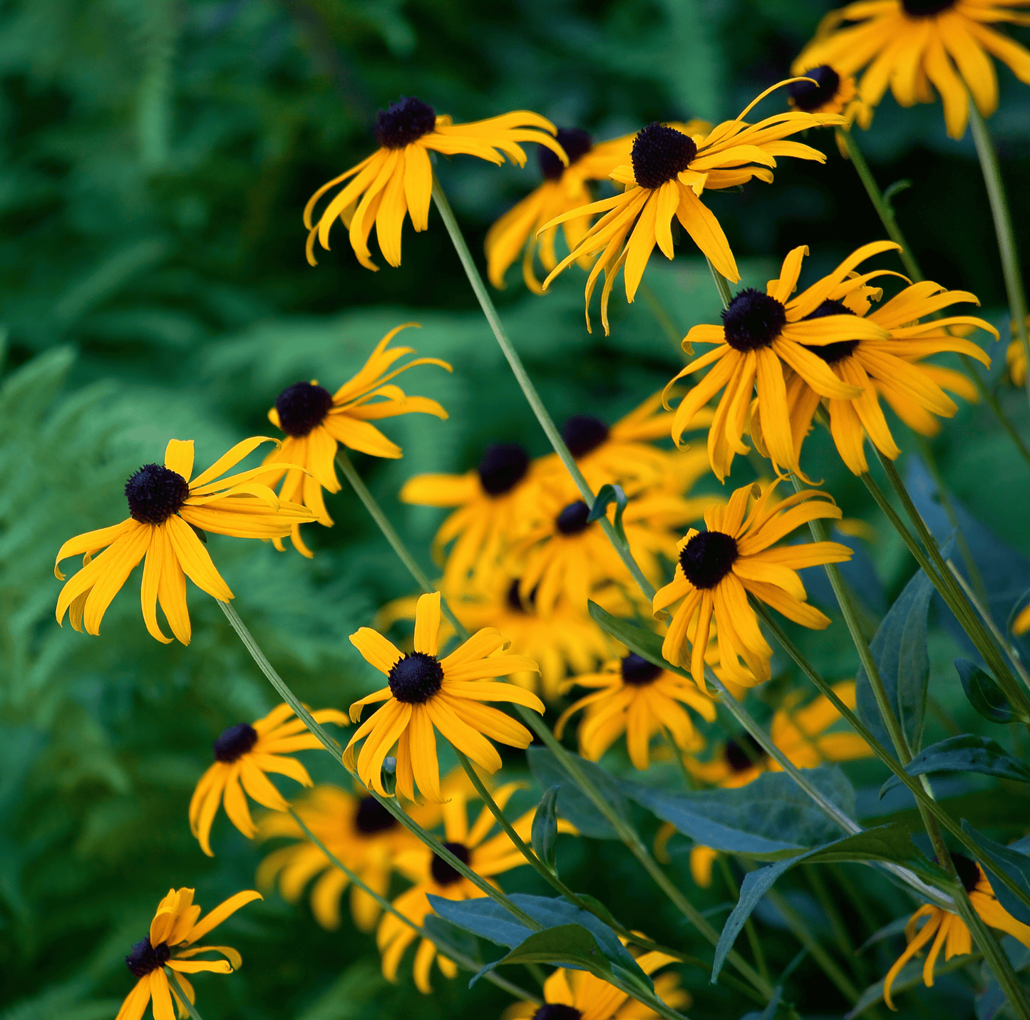 Packet of Black Eyed Susans seeds from Southern Seeds, showing bright yellow flowers with dark centers on the seed packet.