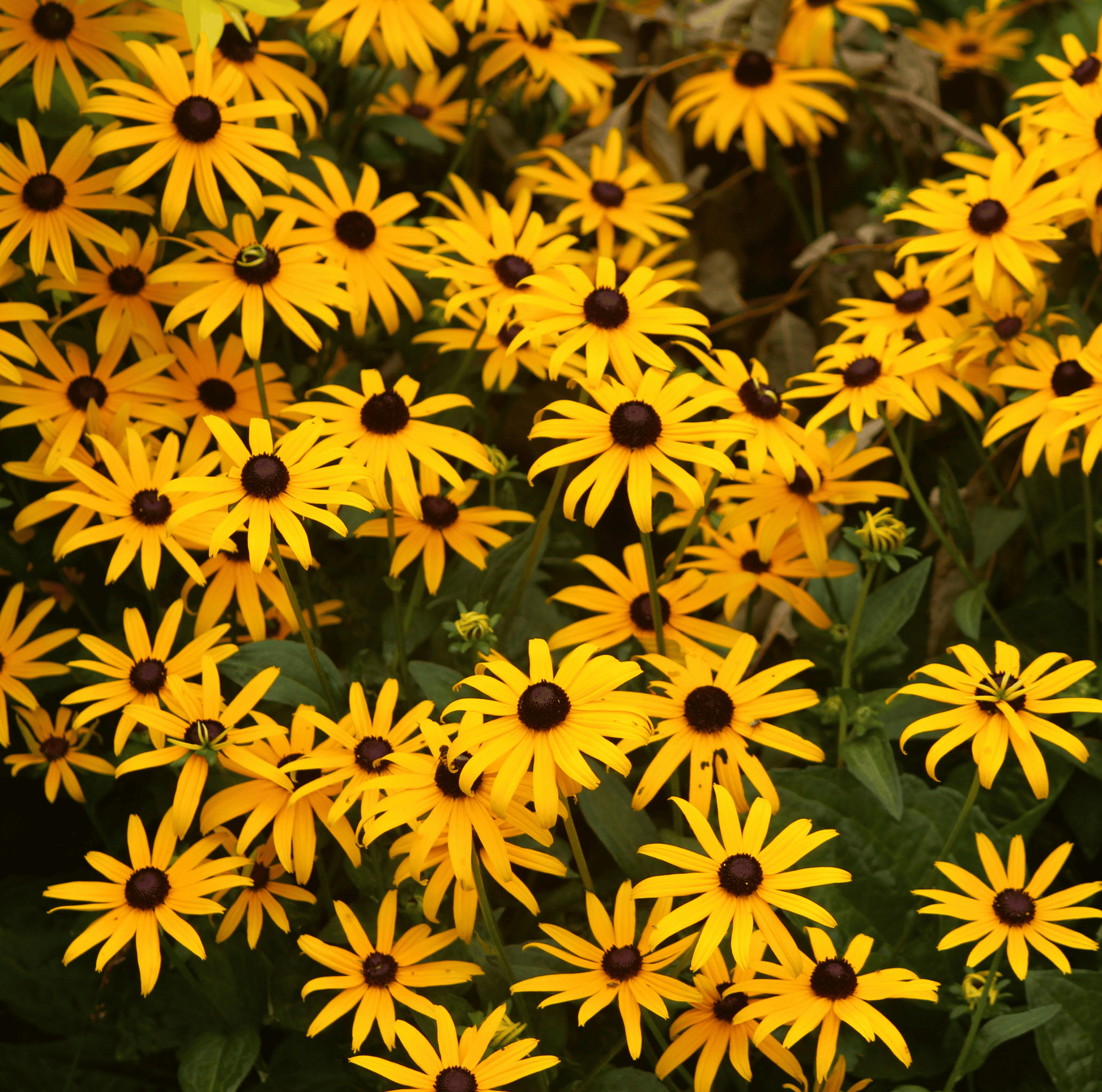 Packet of Black Eyed Susans seeds from Southern Seeds, showcasing vibrant yellow flowers with dark centers.