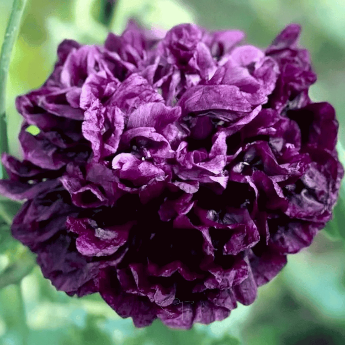 Black Peony Poppy seed packet from Southern Seeds, featuring 100 seeds of vibrant black and deep red poppy flowers.