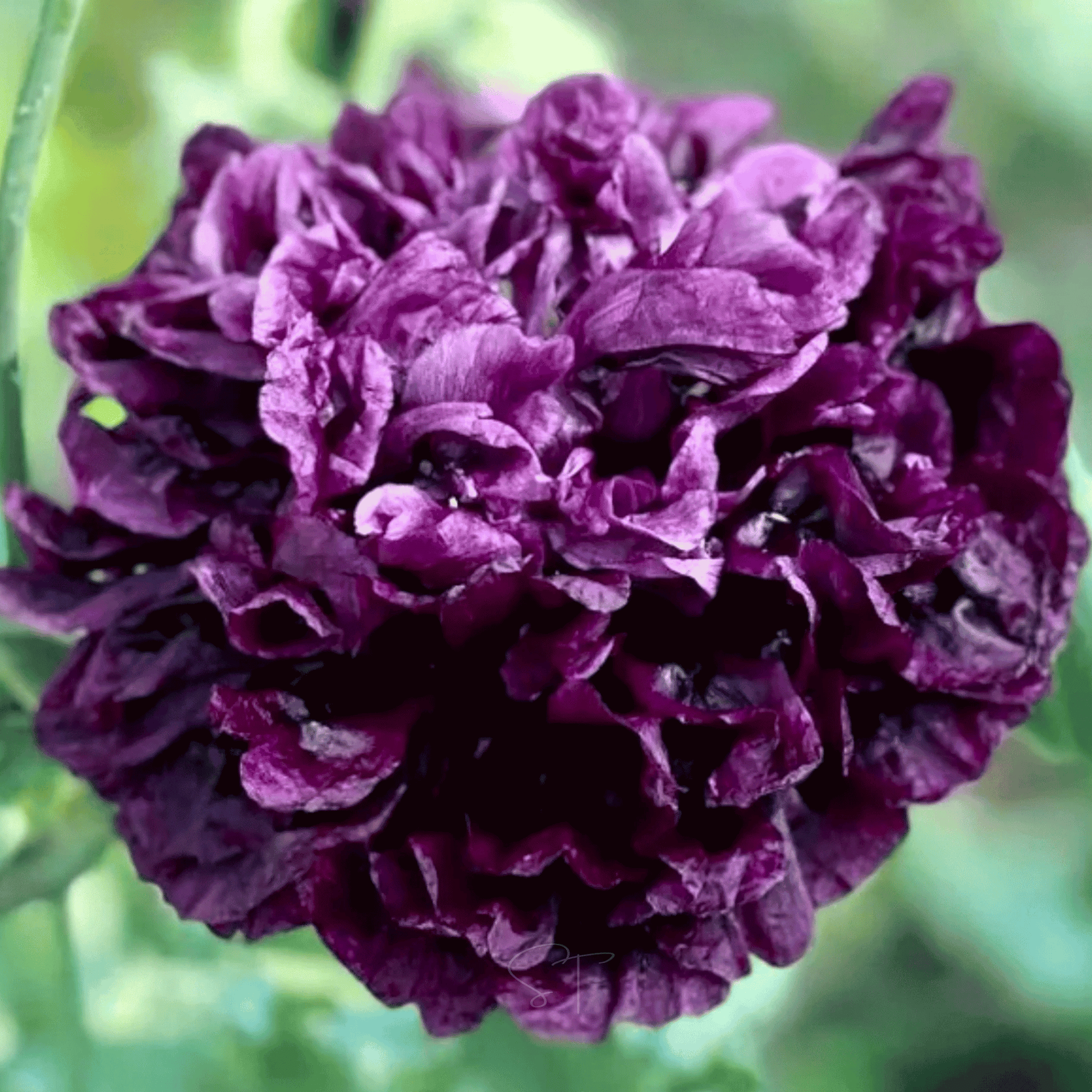 Black Peony Poppy seed packet from Southern Seeds, featuring 100 seeds of vibrant black and deep red poppy flowers.