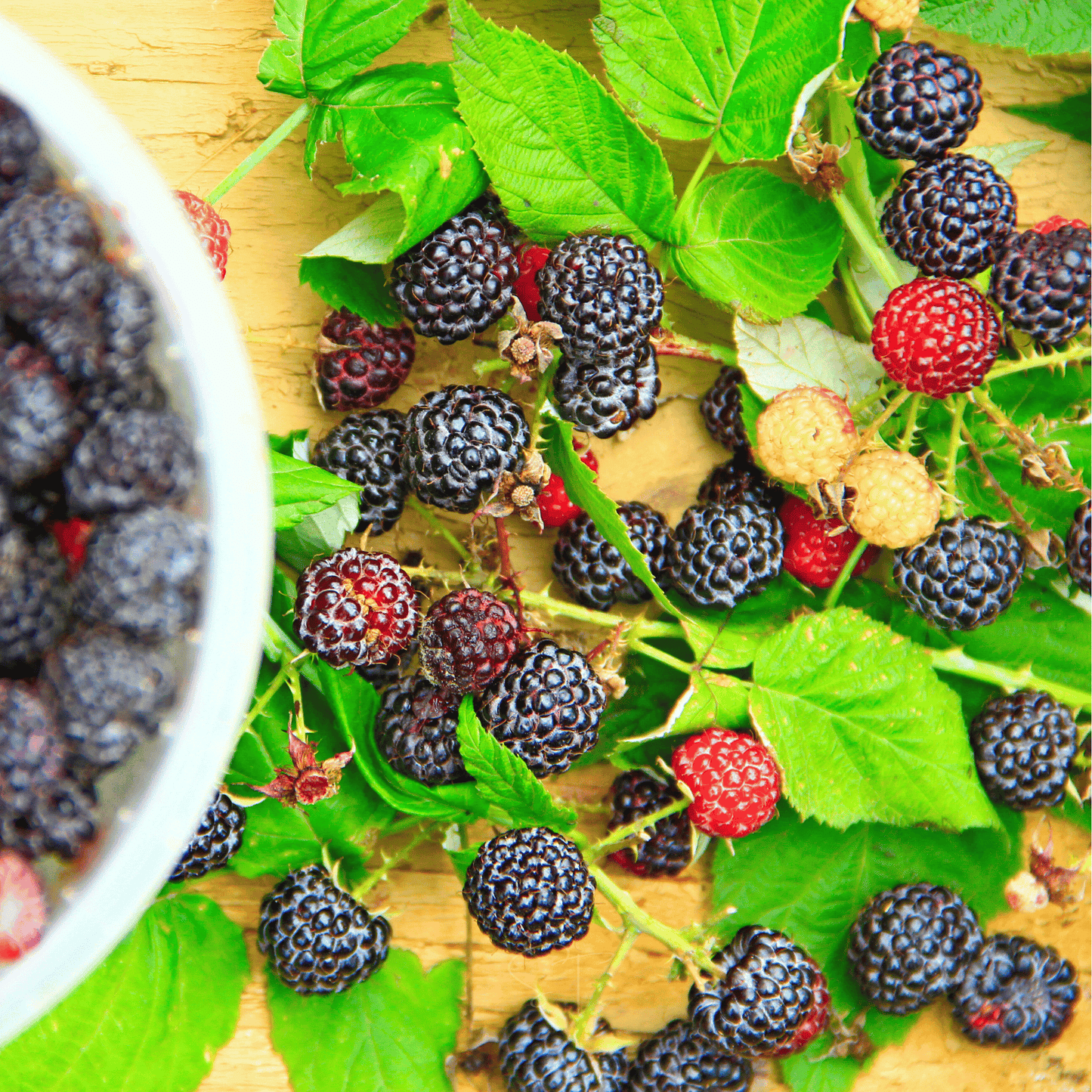 Black Raspberry seeds packet from Southern Seeds, showing 30 seeds for planting and growing black raspberry plants.
