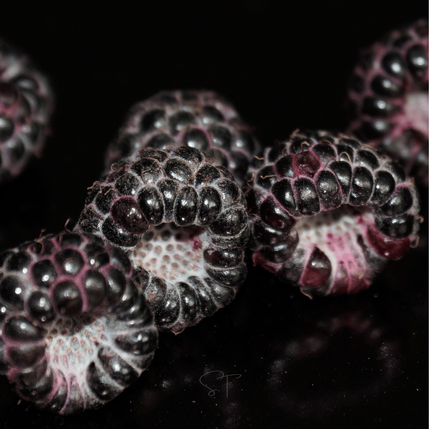 Packet of Southern Seeds Black Raspberry 30 seeds for planting, showcasing the seed packet with black raspberry illustrations.