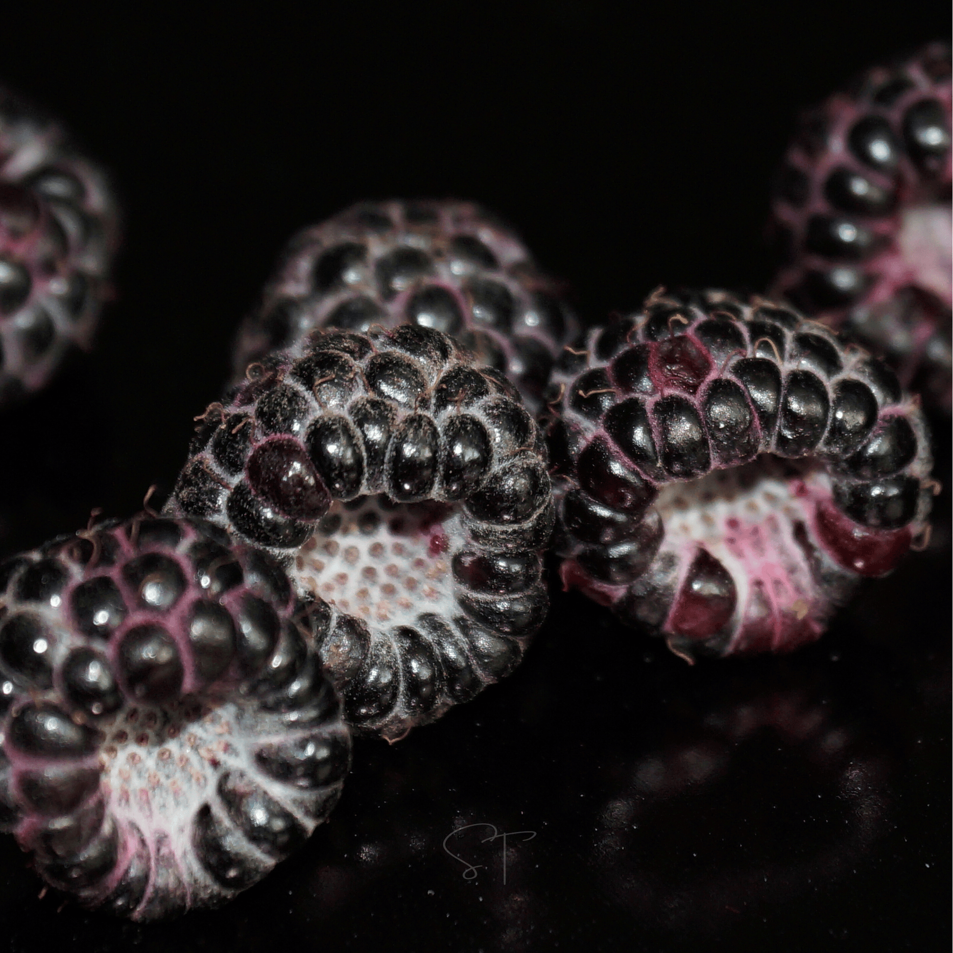 Packet of Southern Seeds Black Raspberry 30 seeds for planting, showcasing the seed packet with black raspberry illustrations.