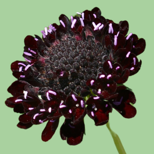 Black Knight Scabiosa Pincushion flower seeds from John's Plant Adventures, showing dark seed packets with vibrant flower images.