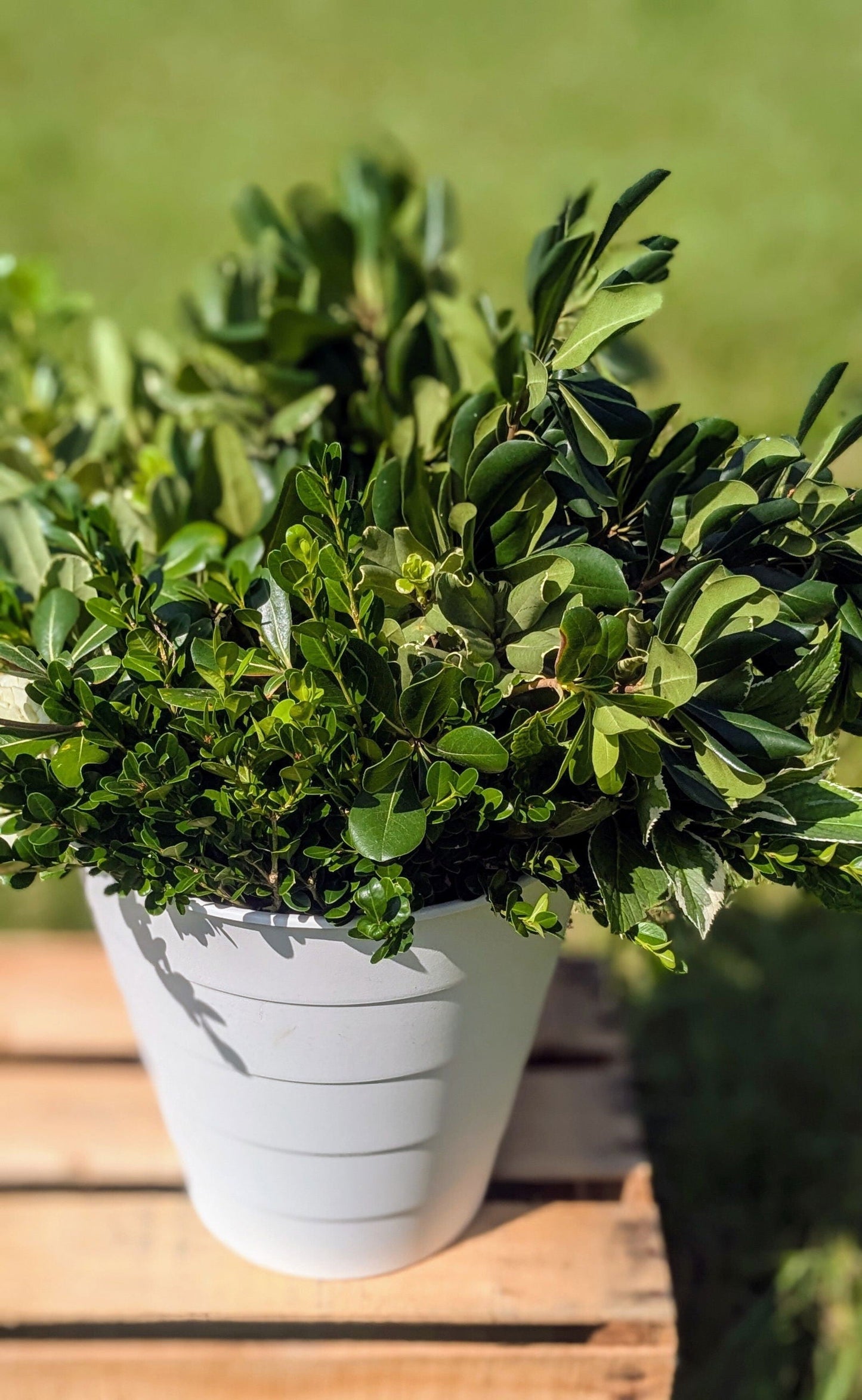 Colorful DIY event flowers and fresh greenery in bloom buckets from Blessings Grow Meadows, perfect for floral arrangements.