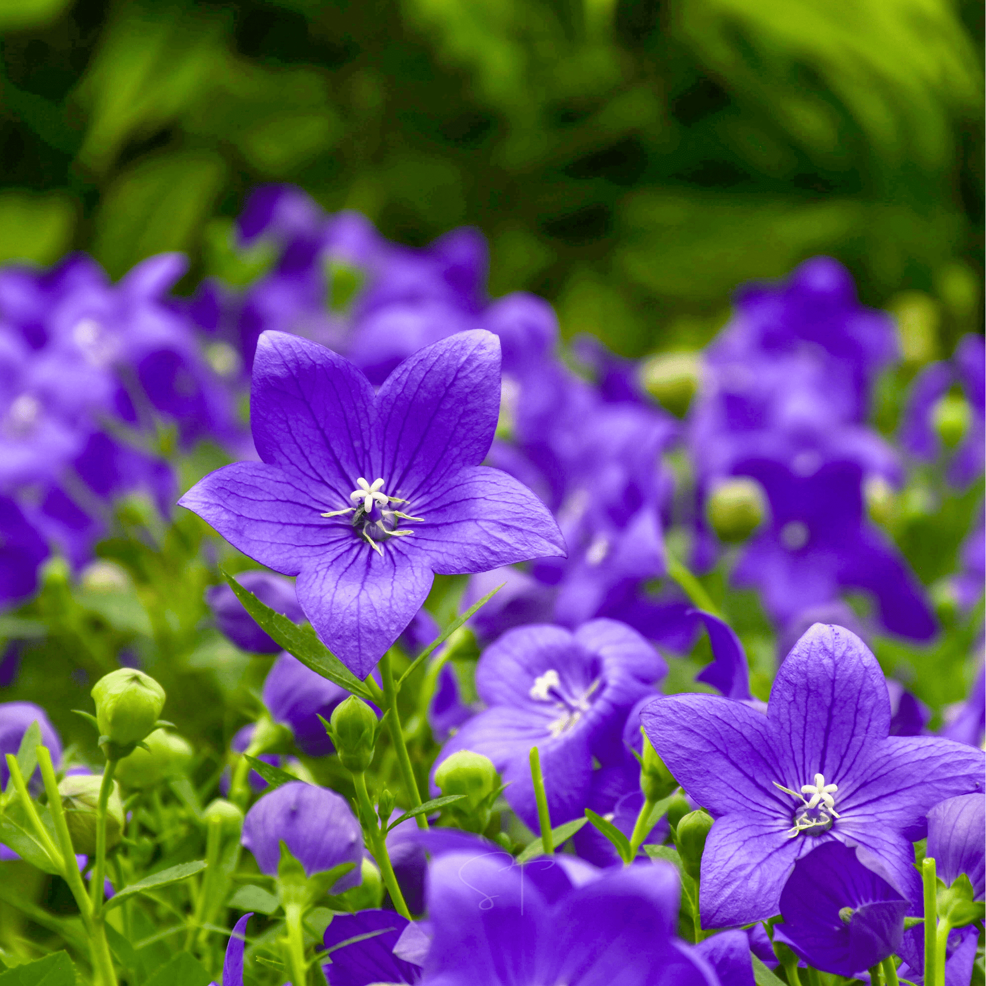 Blue Balloon Flower seed packet from Southern Seeds, featuring 50 seeds of vibrant blue balloon-shaped flowers.
