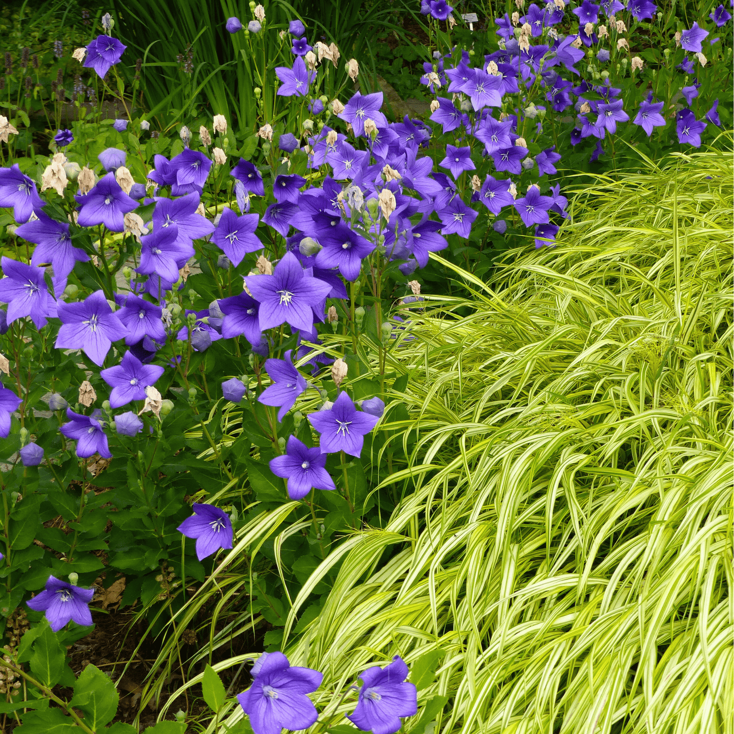 Blue Balloon Flower seeds packet from Southern Seeds, showing 50 seed grains ready for planting in a natural setting.