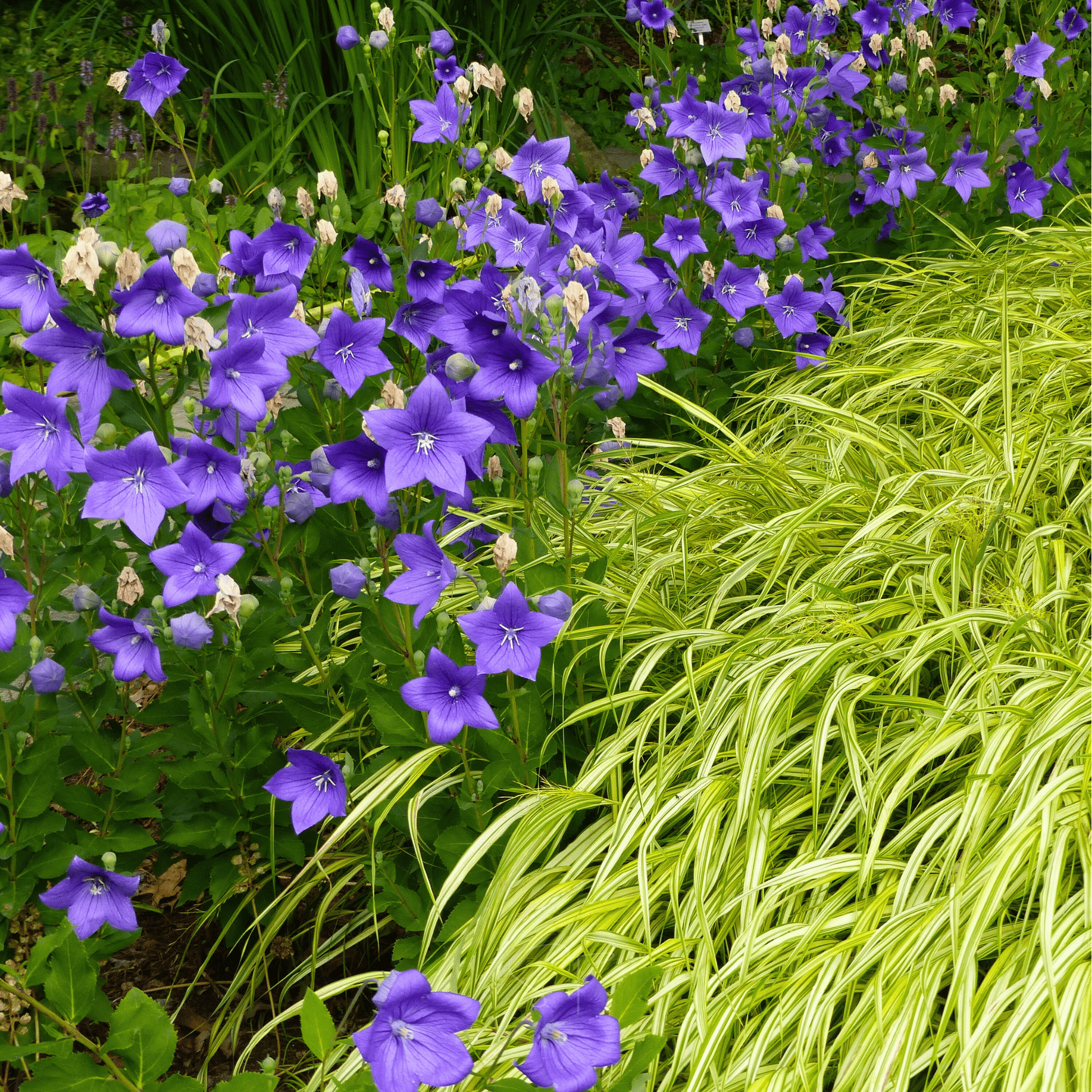 Blue Balloon Flower seeds packet from Southern Seeds, showing 50 seed grains ready for planting in a natural setting.