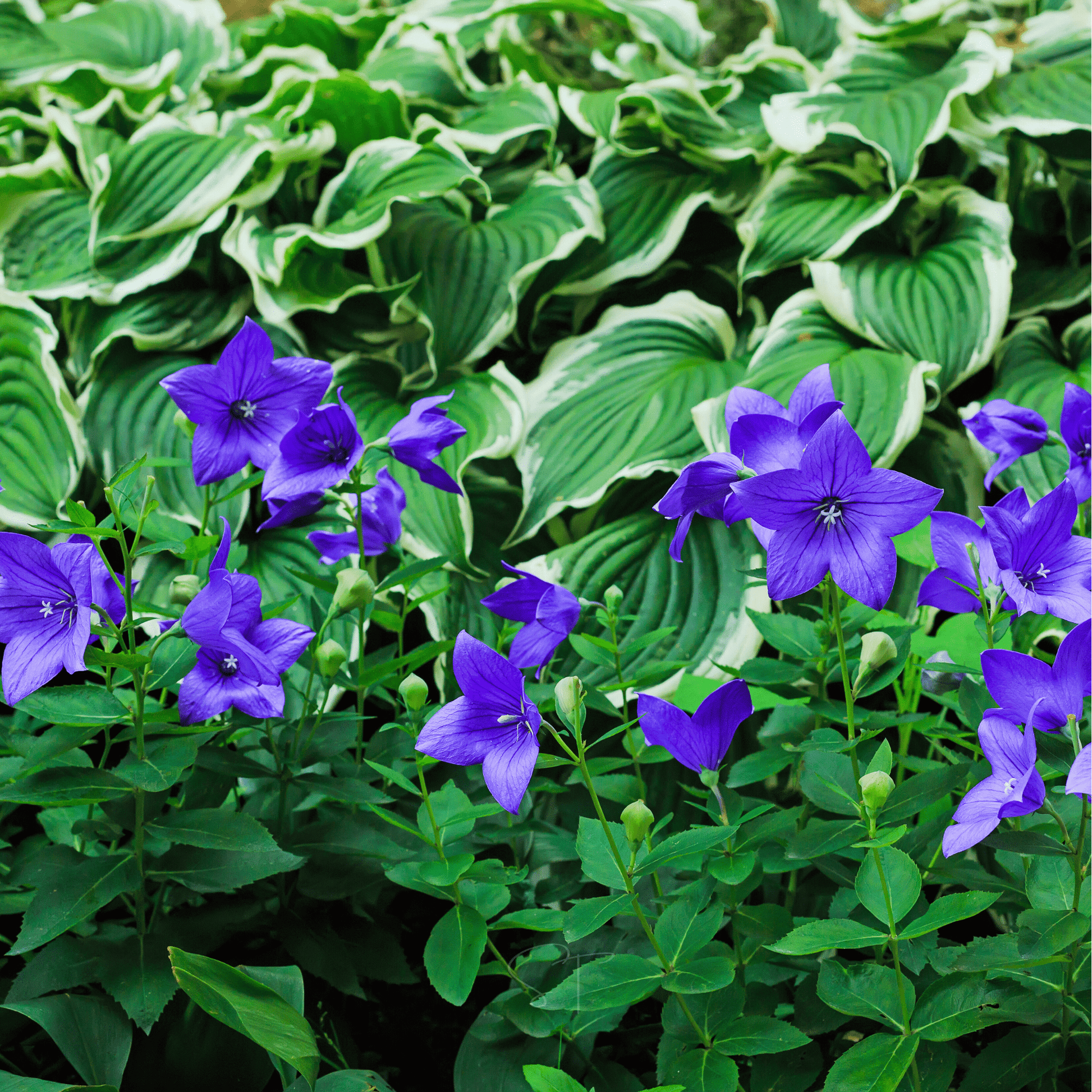 Blue Balloon Flower seed packet by Southern Seeds, featuring 50 seeds for growing vibrant blue balloon-shaped flowers.