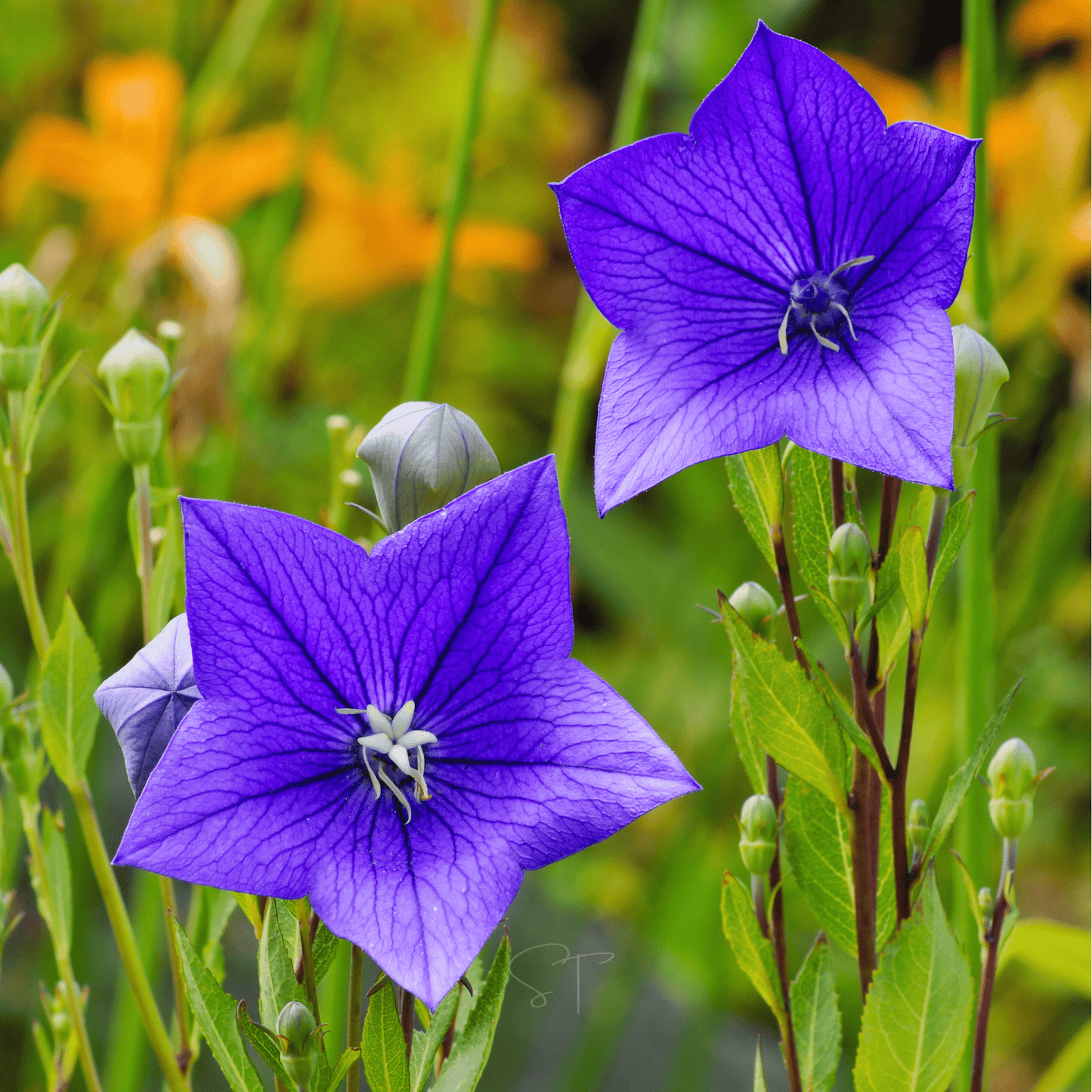 Blue Balloon Flower seeds packet from Southern Seeds, showcasing vibrant blue flower seeds for planting and garden beauty.