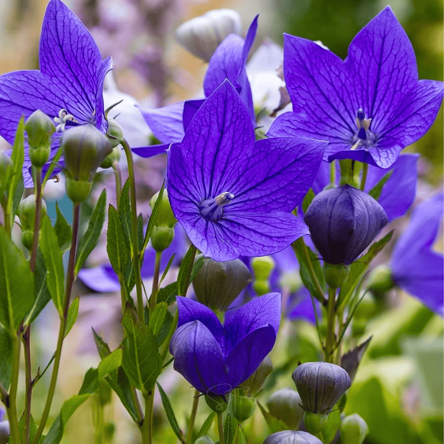 Blue Balloon Flower seeds packet from Southern Seeds, featuring vibrant blue flower seeds in a 50-seed packet.