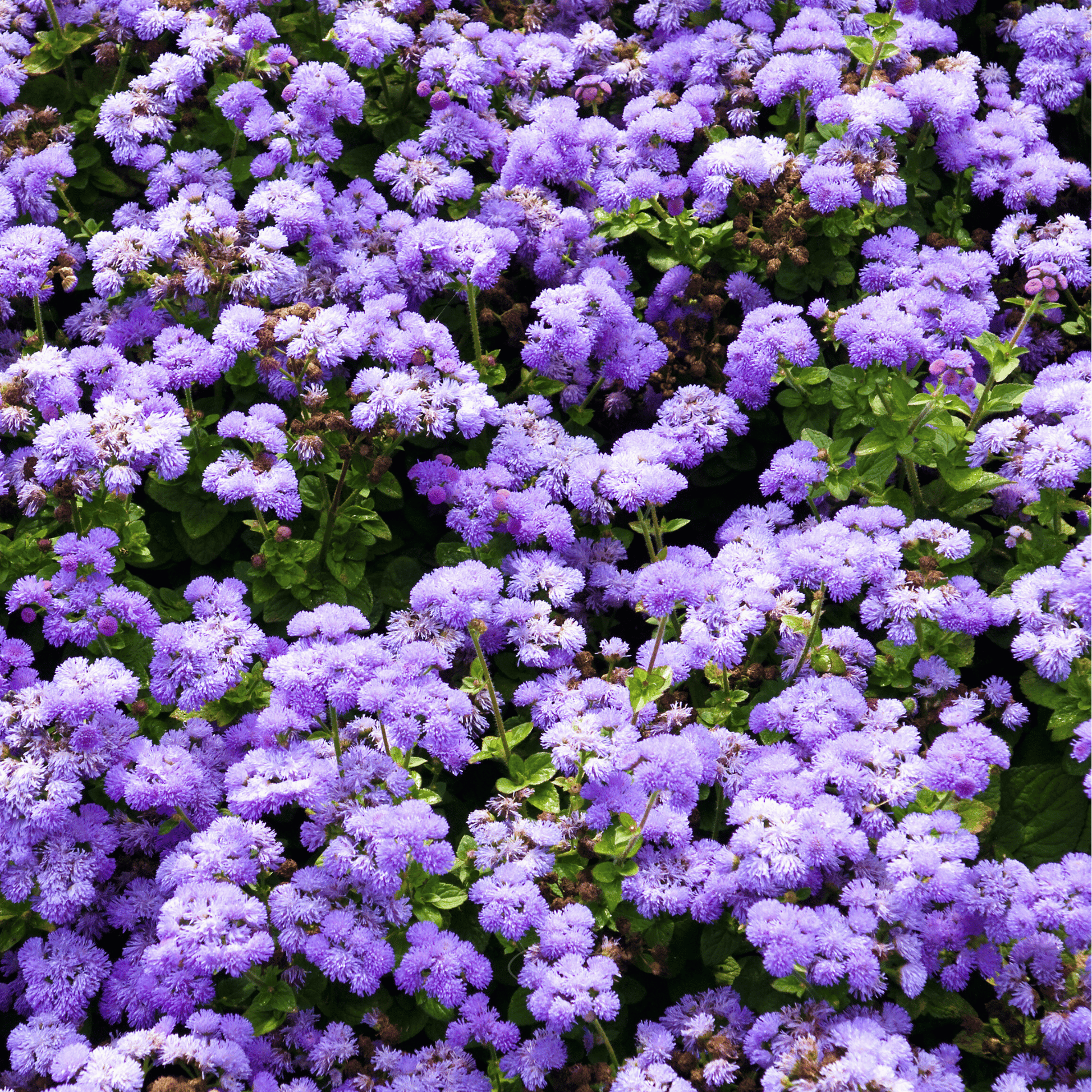 Packet of Blue Mink Dwarf Ageratum seeds from Southern Seeds, featuring vibrant blue flowers and lush foliage.