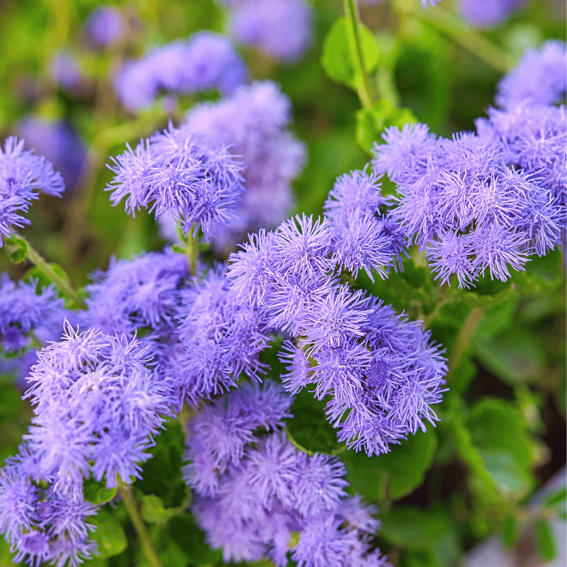 Blue Mink Dwarf Ageratum seed packet from Southern Seeds, featuring vibrant blue-flowered dwarf plant seeds.