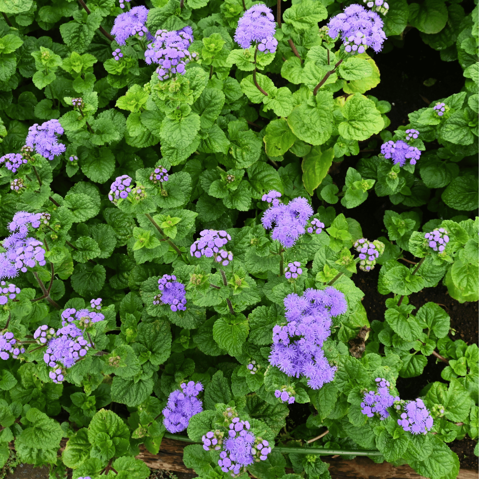 Blue Mink Dwarf Ageratum seed packet from Southern Seeds, featuring 100 seeds for vibrant, compact blue-flowered plants.