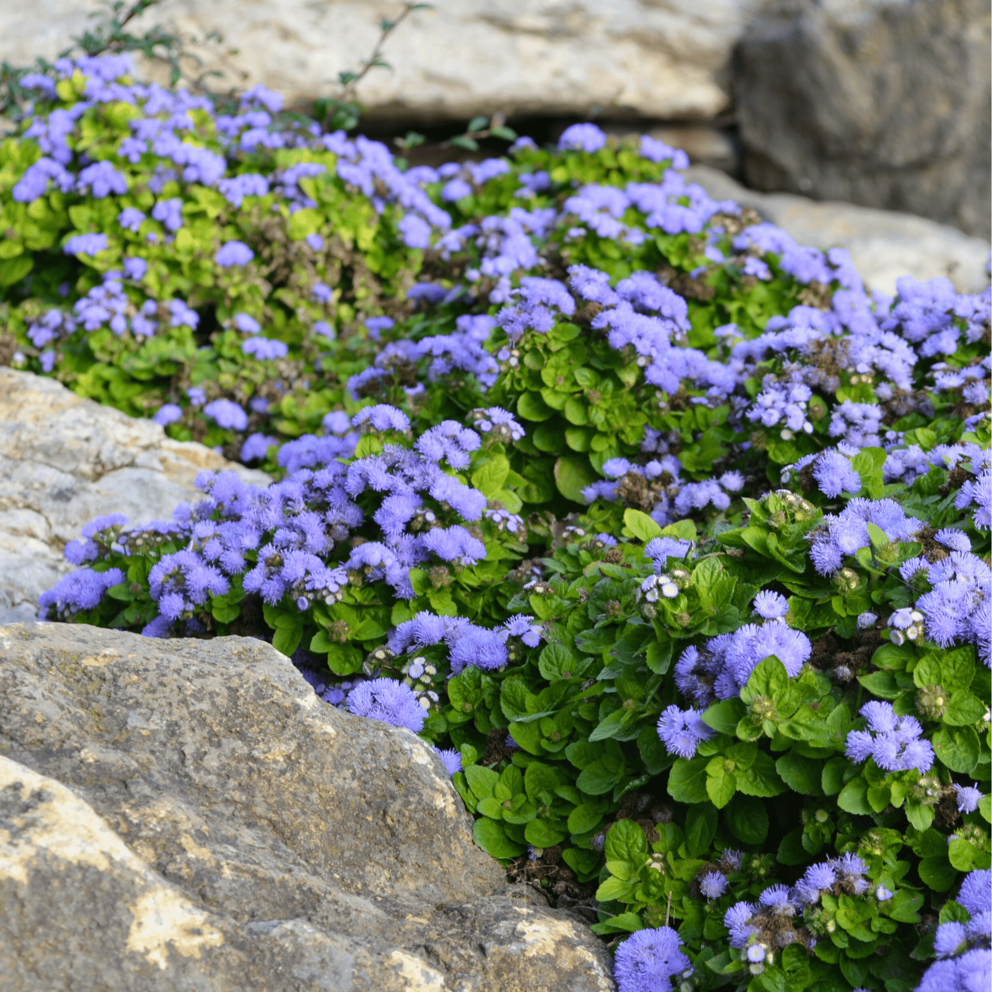 Blue Mink Dwarf Ageratum seed packet from Southern Seeds, featuring 100 seeds for vibrant blue flowering plants.