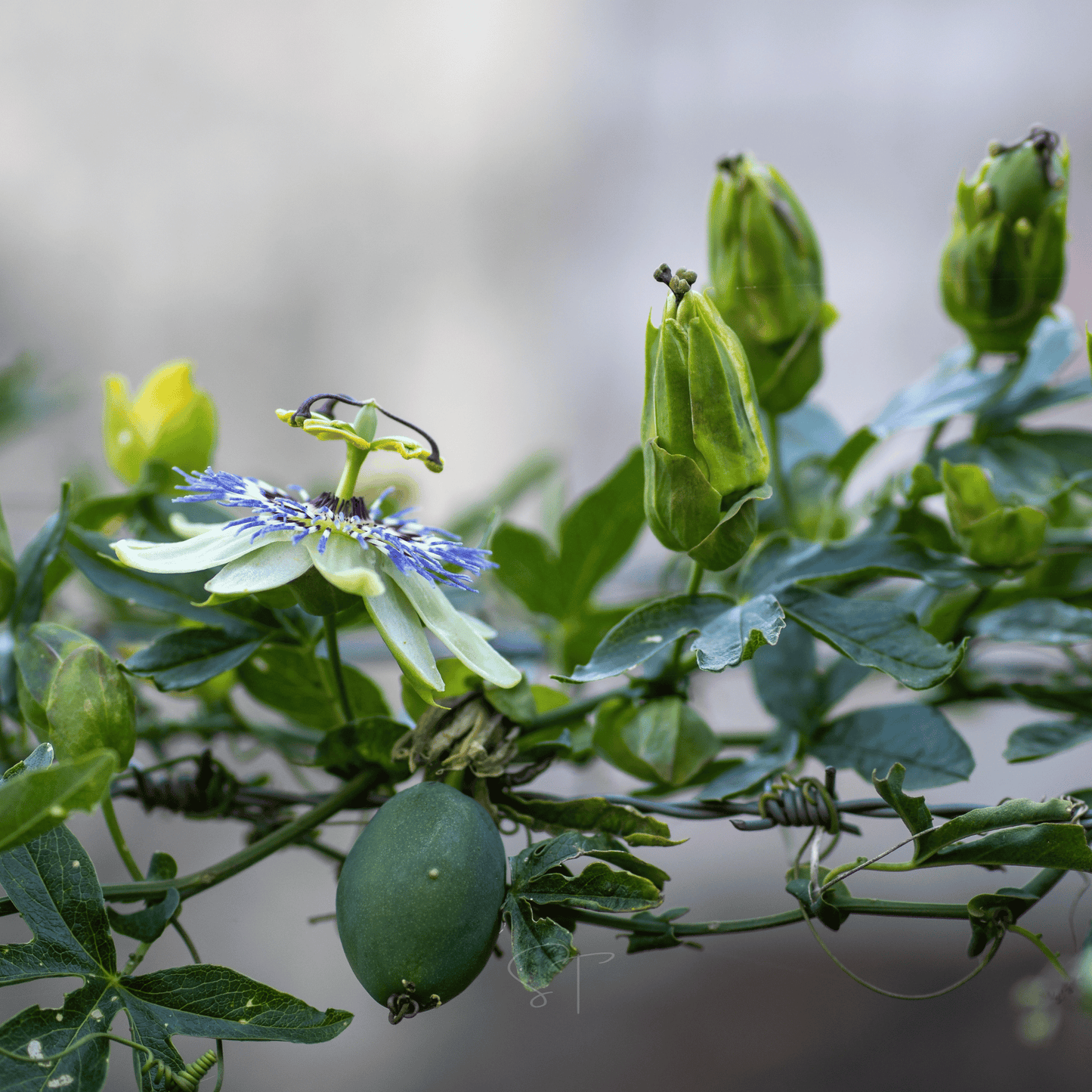 Blue Passionflower seeds packet from Southern Seeds, featuring 20 seeds for planting and growing this vibrant flowering plant.