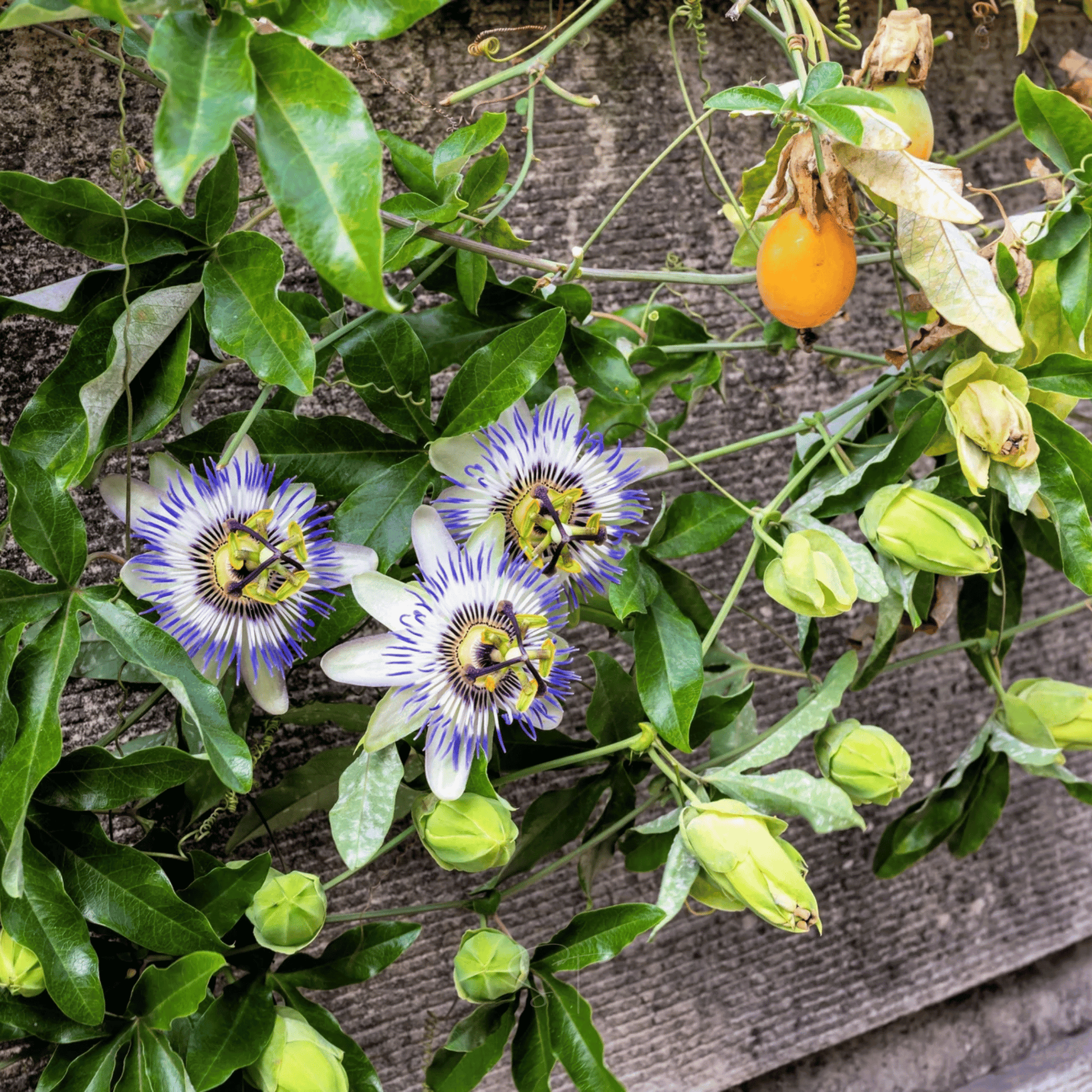 Blue Passionflower seeds packet from Southern Seeds, showing 20 seeds for planting and gardening.