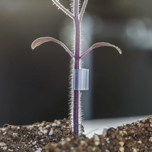 Bootstrap Farmer grafting clips with channel for secure plant grafting, shown in close-up view.