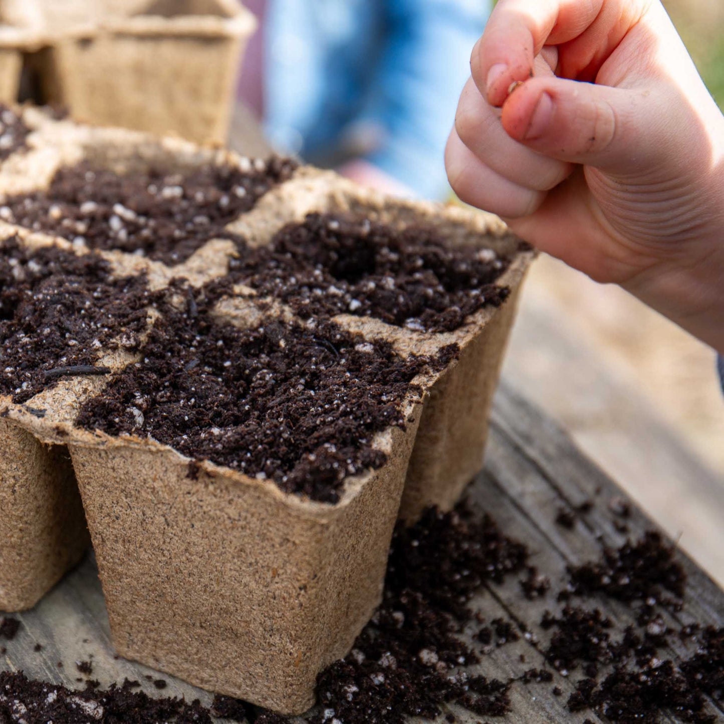 Six-cell CowPots® #3 biodegradable seed starting pots by Bootstrap Farmer, shown in natural light.
