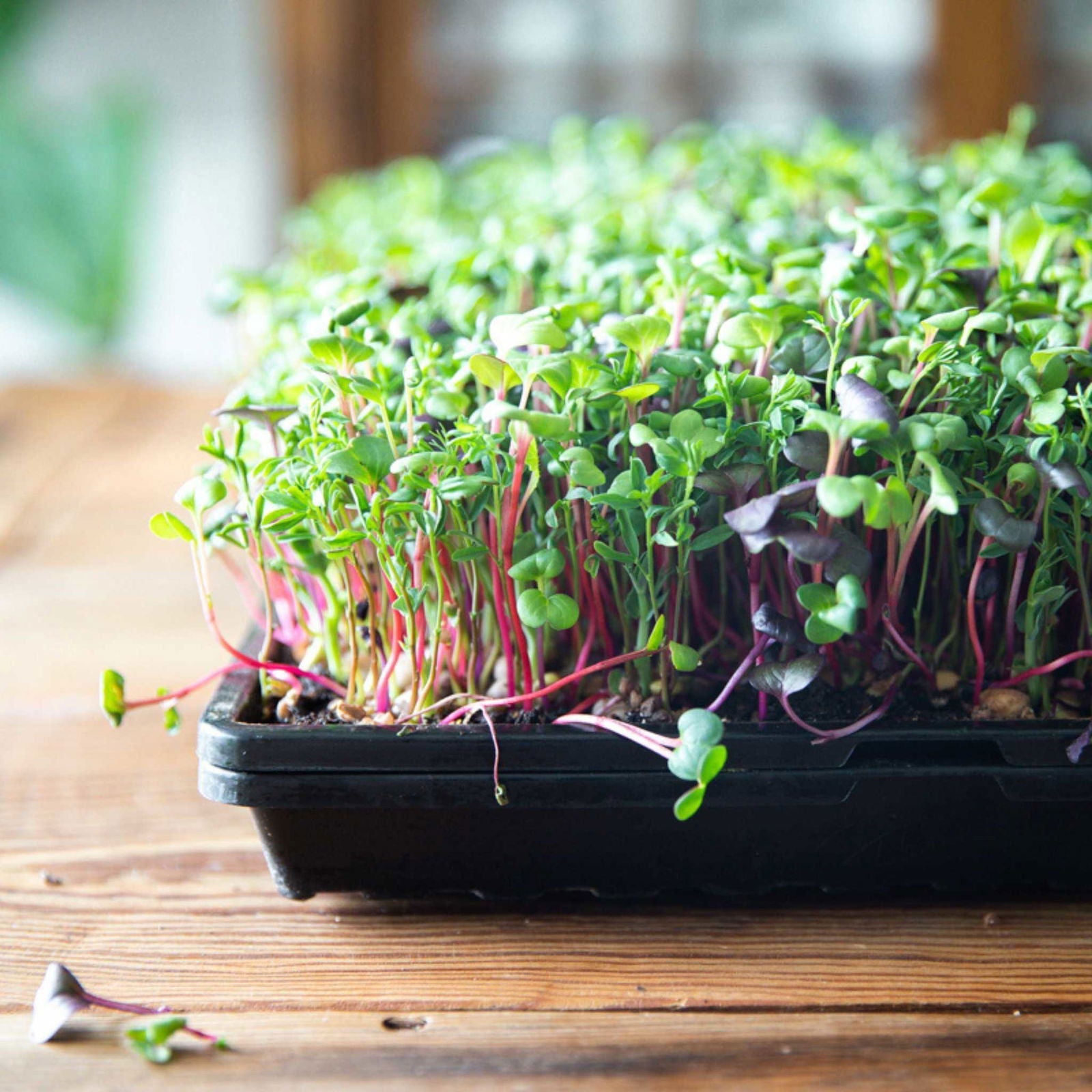 Black Bootstrap Farmer 1020 Microgreen Trays, shallow extra strength, no holes, ideal for microgreen cultivation.