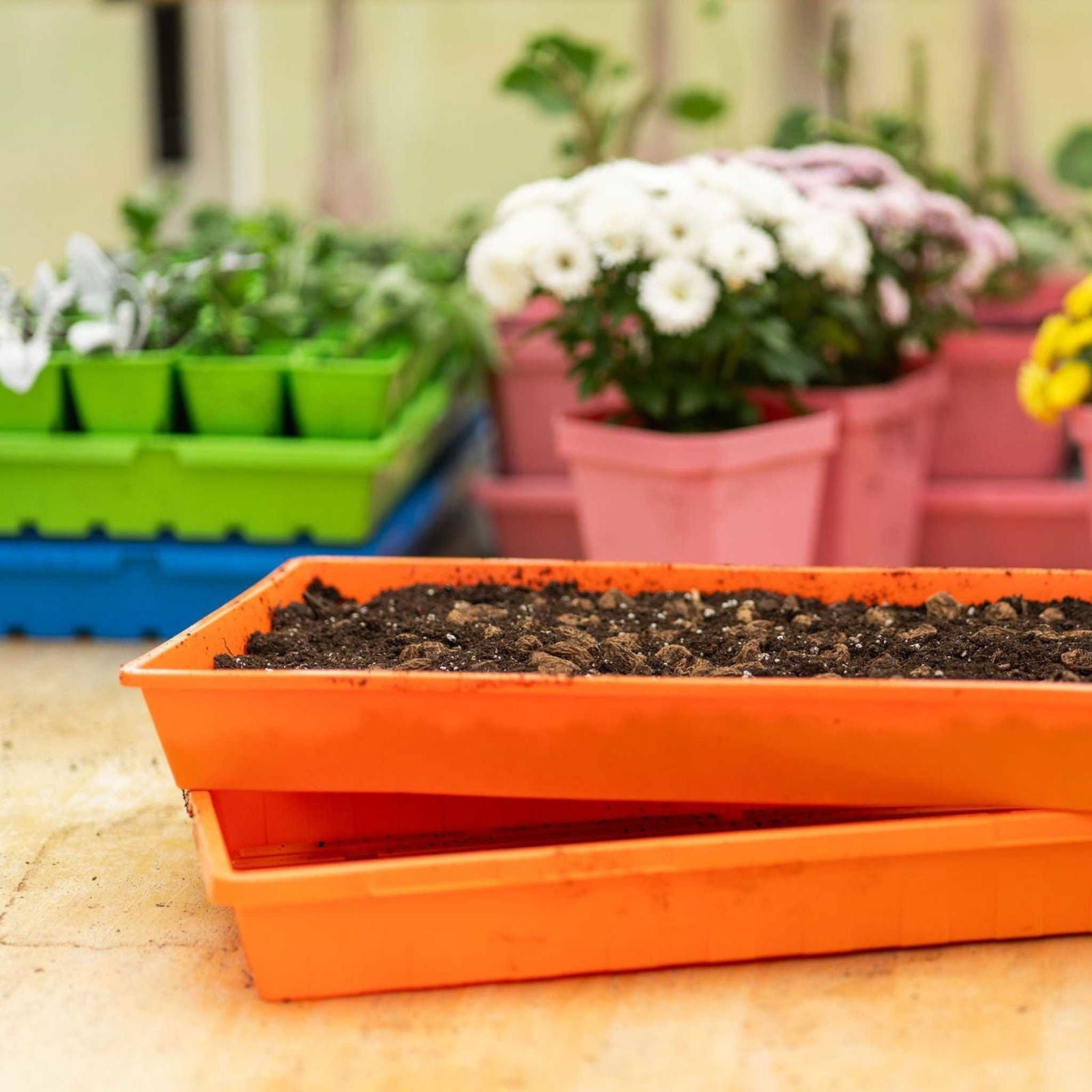 Blue Bootstrap Farmer 1020 seed starting tray with no holes, ideal for seed propagation and early plant growth.