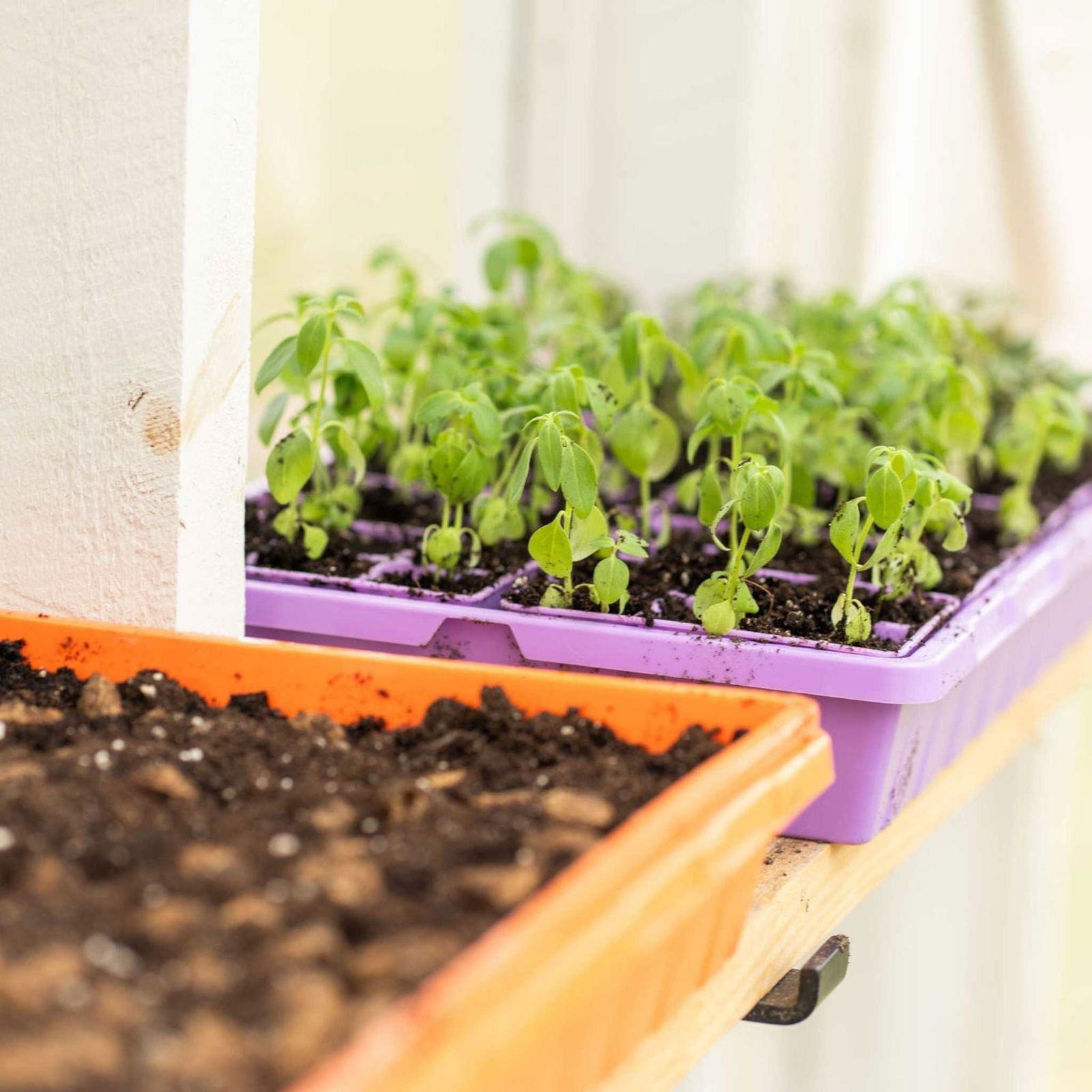 Blue Bootstrap Farmer 1020 seed starting tray with no holes, ideal for germinating seeds in indoor gardening or propagation.