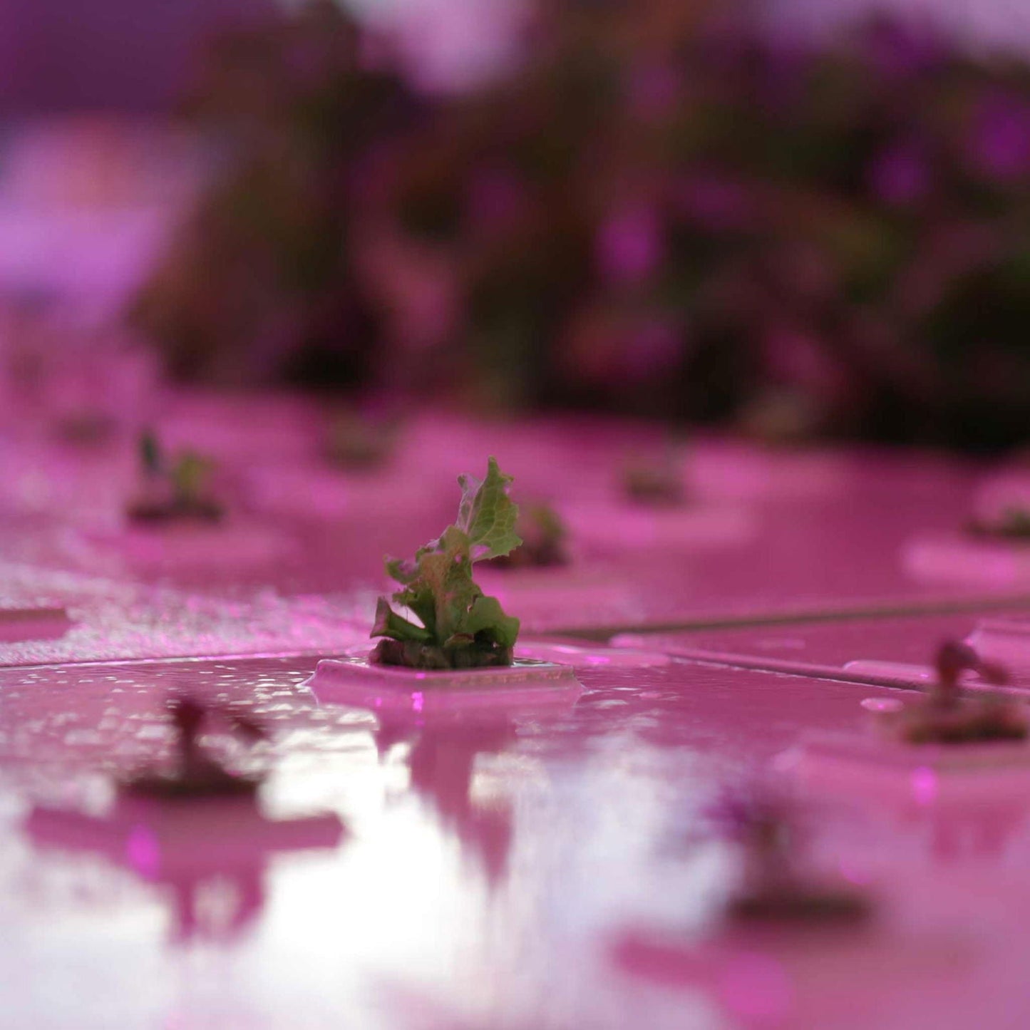 Deep Water Greens Raft by Bootstrap Farmer, floating hydroponic grow raft for leafy greens in aquatic farming setups