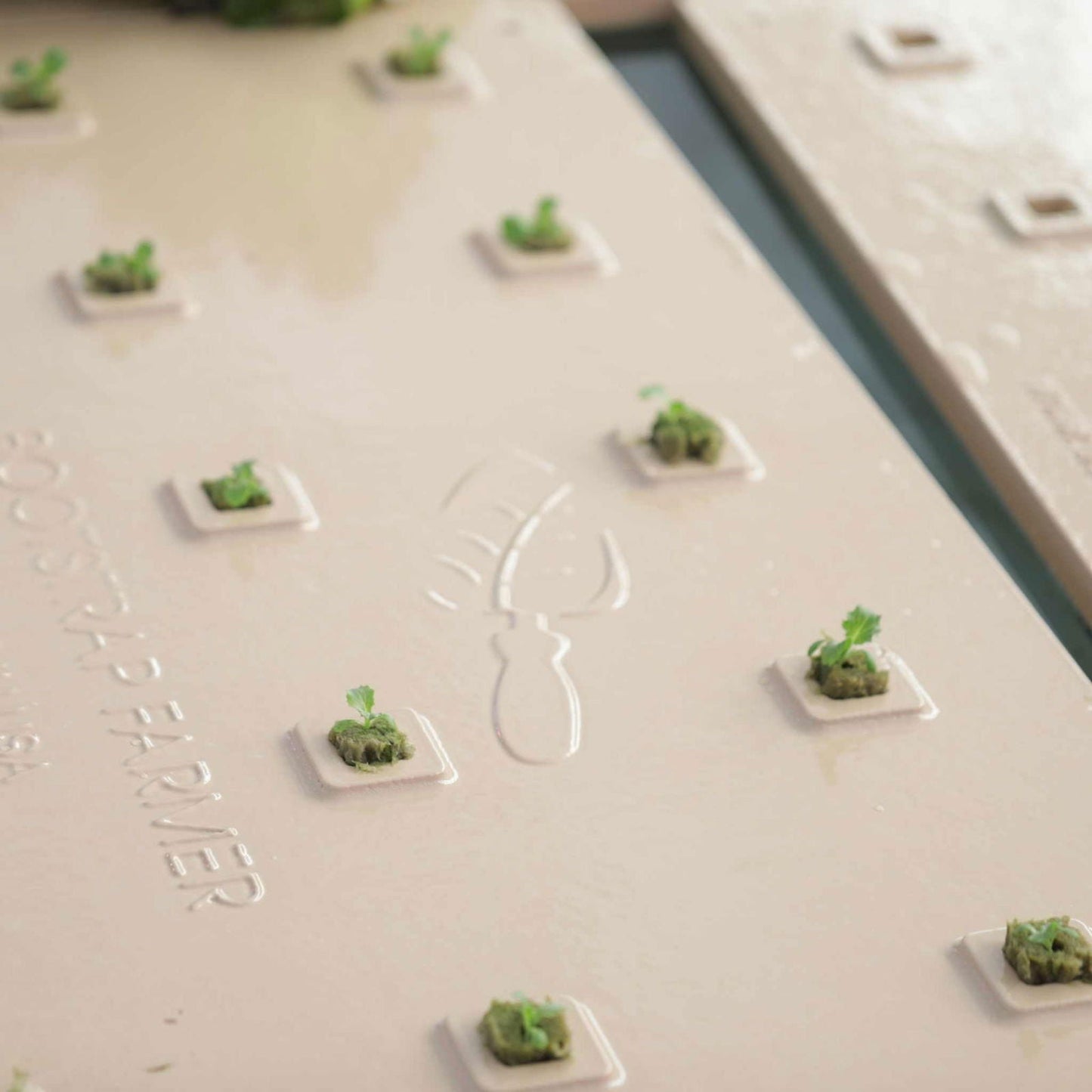 Deep Water Greens Raft by Bootstrap Farmer showing a green aquatic planting raft on water with leafy greens growing.