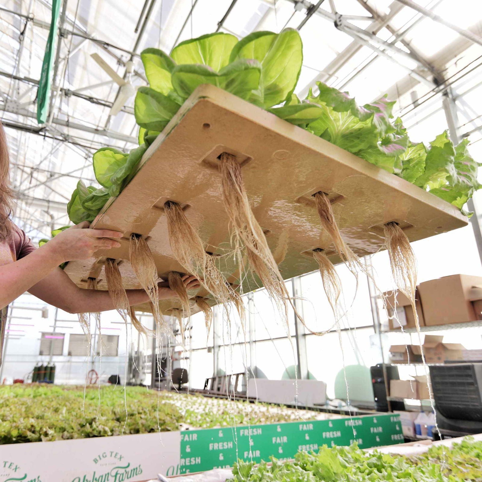 Deep Water Greens Raft by Bootstrap Farmer, sturdy green floating raft designed for aquatic vegetable cultivation.