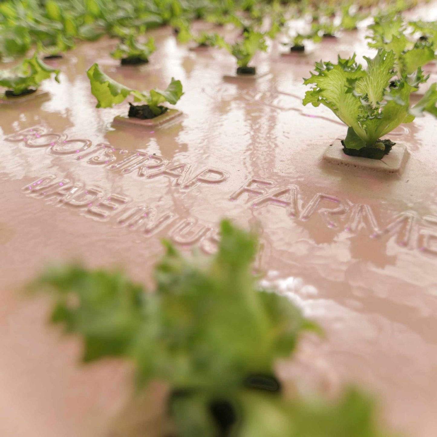 Deep Water Greens Raft by Bootstrap Farmer, floating green vegetable growing raft with leafy greens on water surface