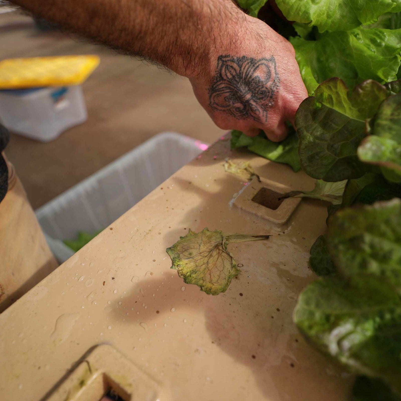 Deep Water Greens Raft by Bootstrap Farmer, floating hydroponic growing system for greens and vegetables.