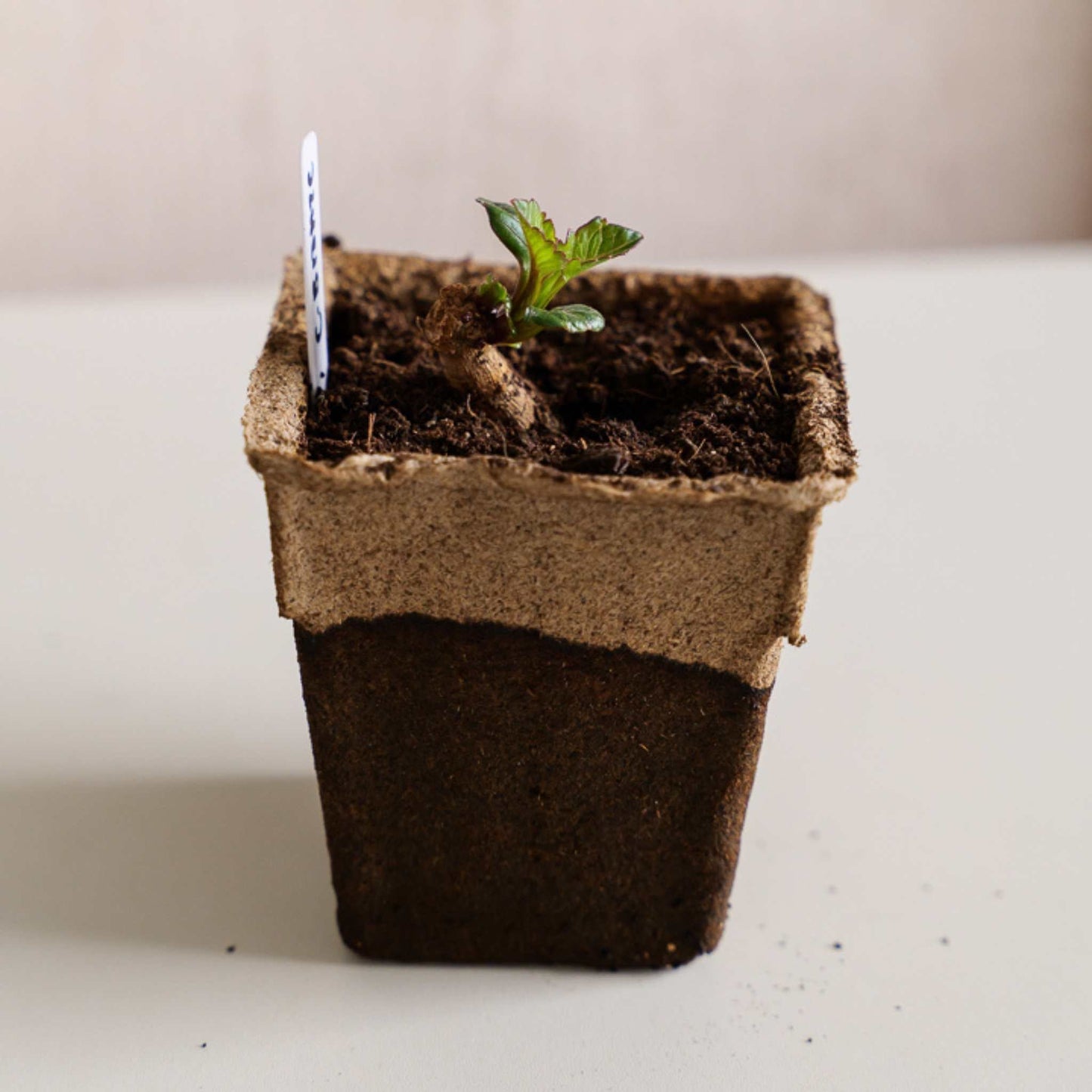 Four CowPots® #4 Square biodegradable plant pots in a natural brown color from Bootstrap Farmer.